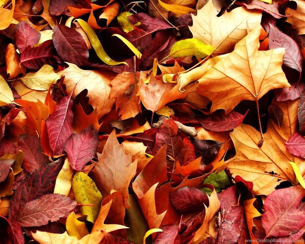 High Resolution Autumn Fall Leaves Wallpapers Hd 8 - Wallpaper , HD Wallpaper & Backgrounds