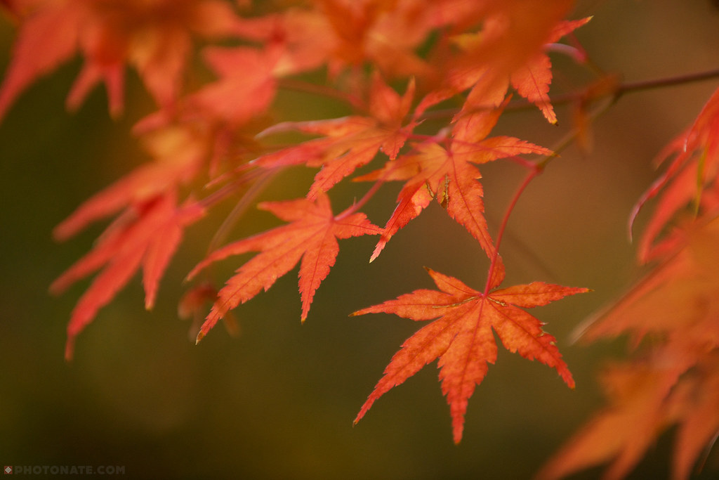 Fall Leaves Wallpaper , HD Wallpaper & Backgrounds