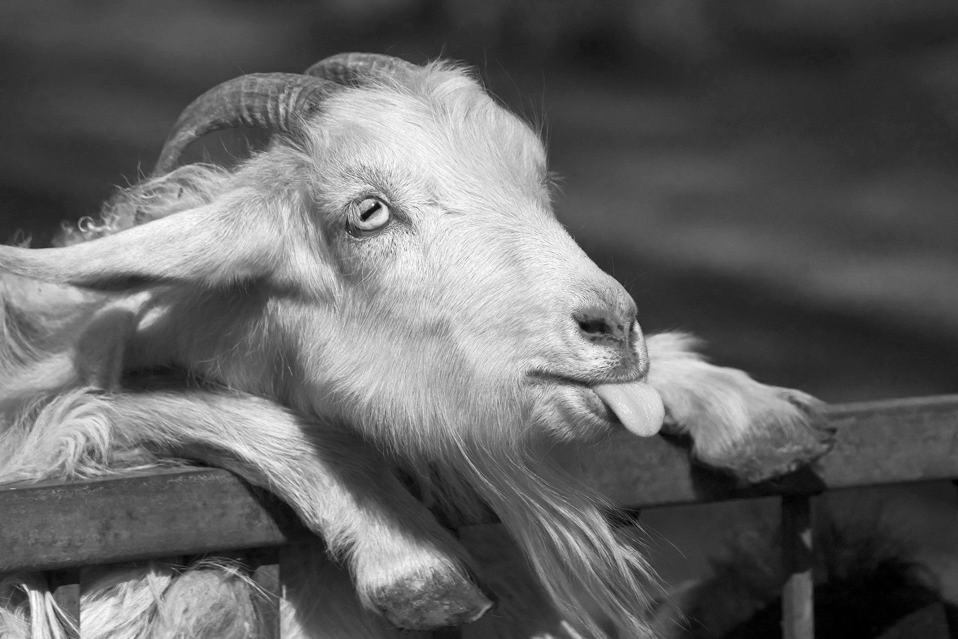 Black & White Happy Goat [1920 X 1280] - Goat Tongue , HD Wallpaper & Backgrounds