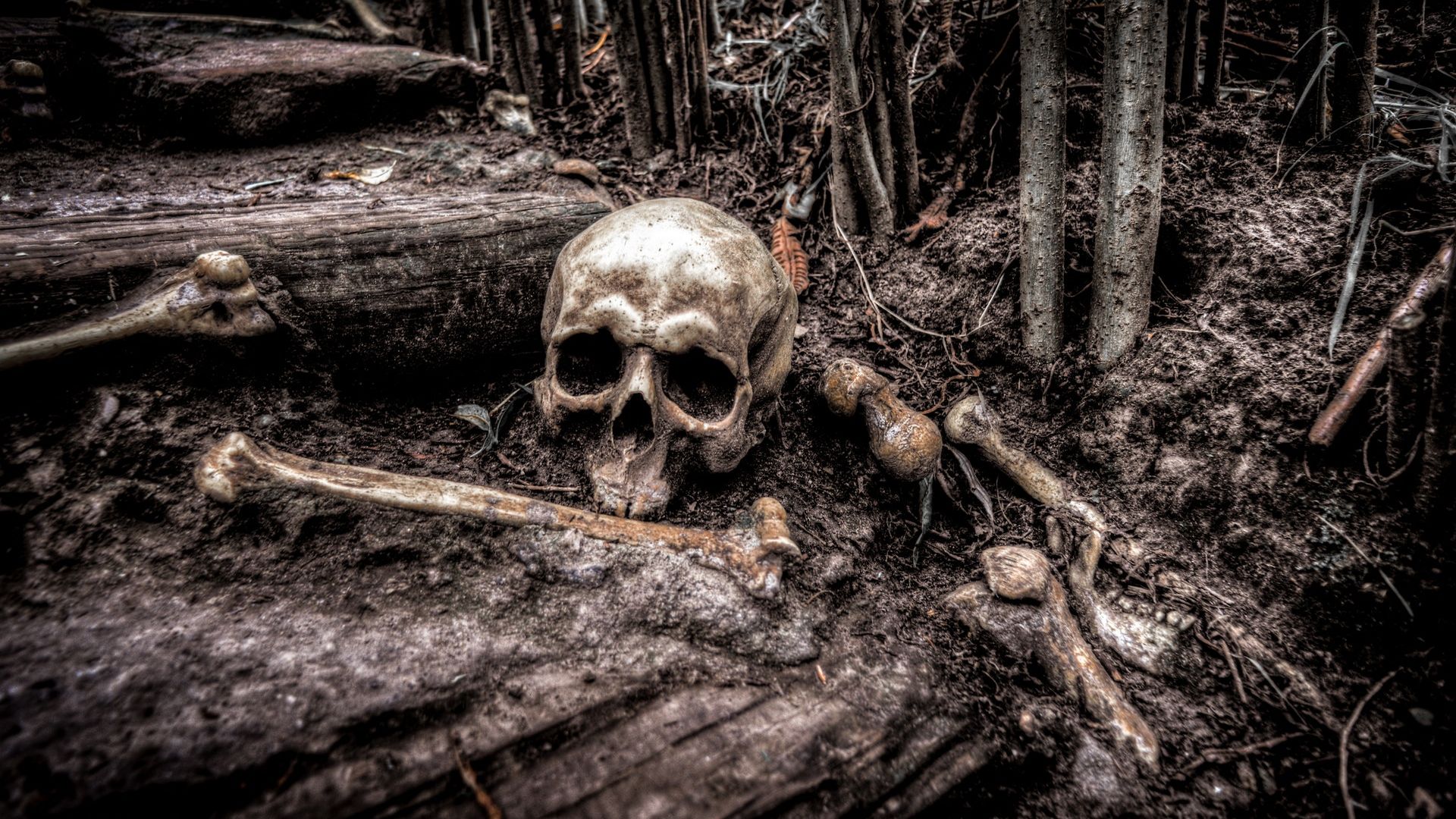 Forest Skull And Bones Scary Hd Wallpaper - Skull Forest , HD Wallpaper & Backgrounds