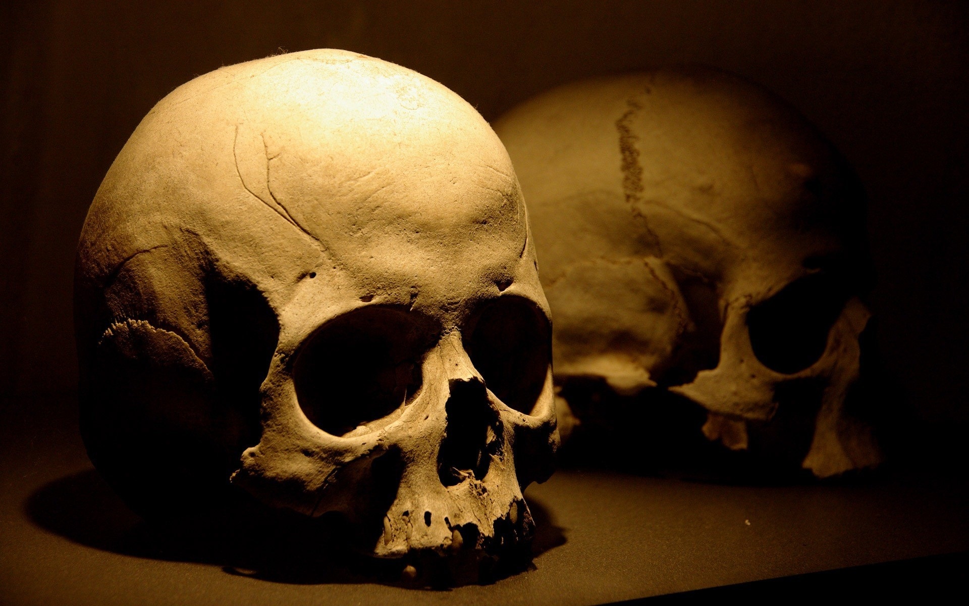 Wallpaper Skull, Bones - Human Skull Wallpaper Hd , HD Wallpaper & Backgrounds