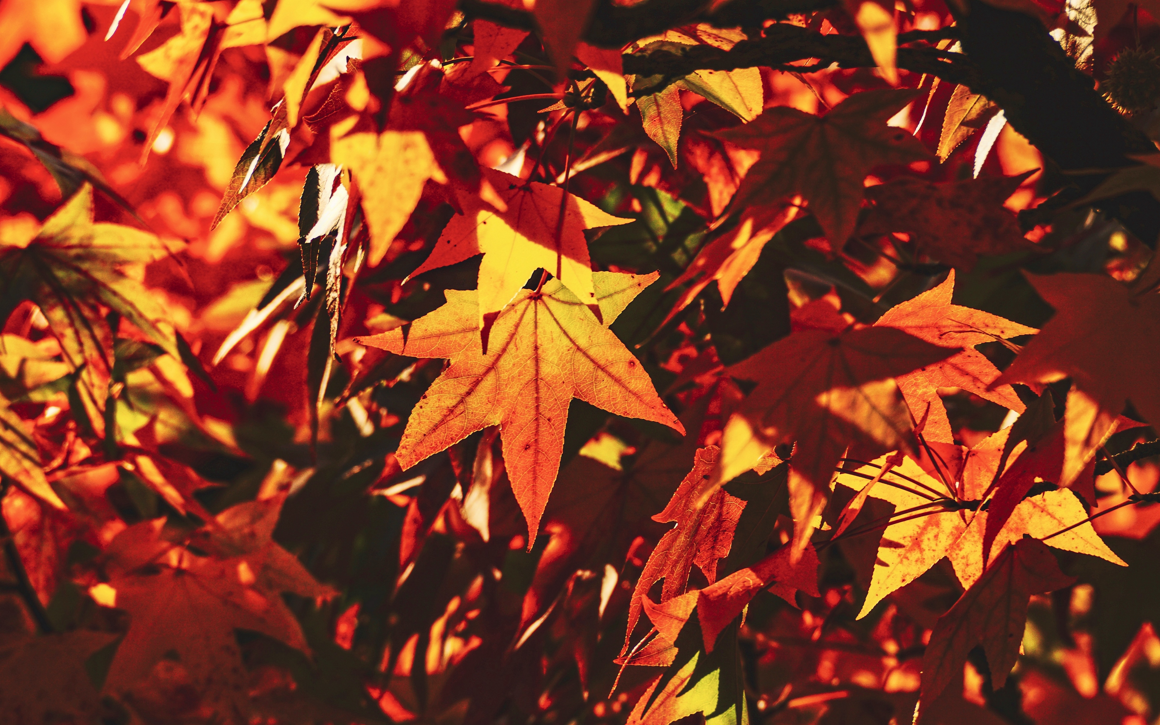 Wallpaper Autumn, Leaves, Maple, Branch, Sunlight, - Autumn Leaves Wallpaper 4k , HD Wallpaper & Backgrounds
