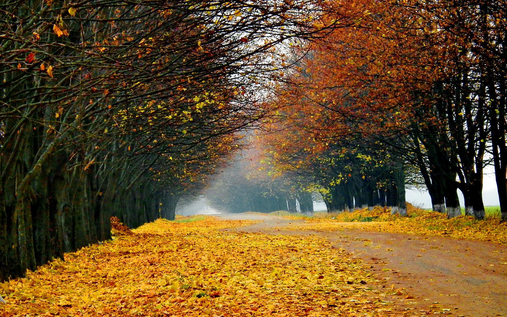 Fall Leaves On The Street , HD Wallpaper & Backgrounds