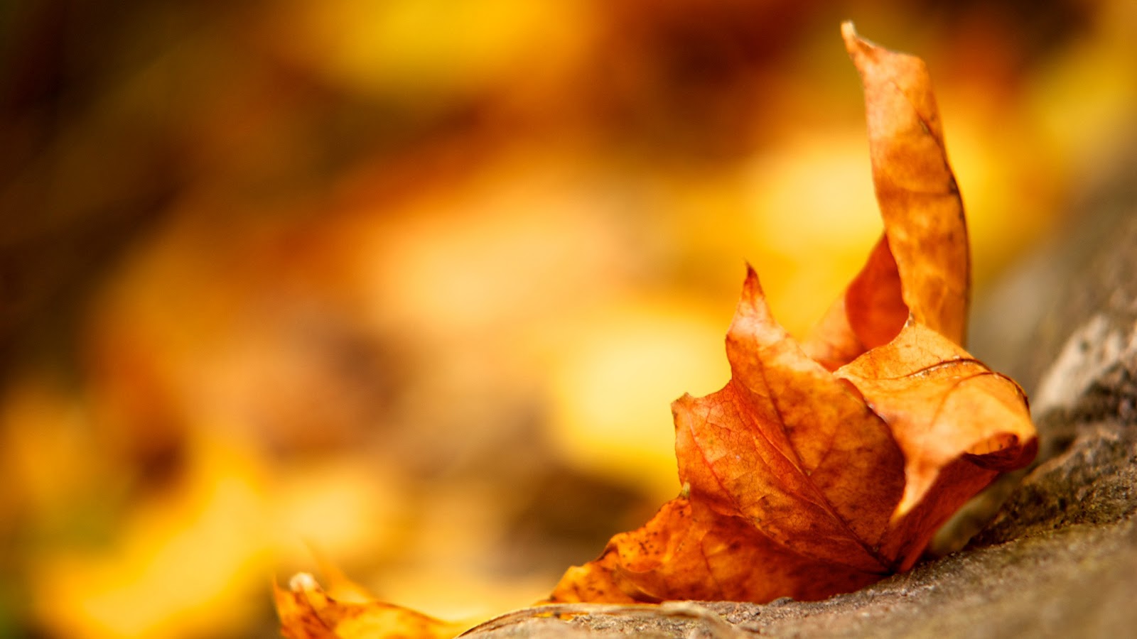 Fall Leaf Wallpaper - Hd Wallpapers Of Autumn Leaf , HD Wallpaper & Backgrounds