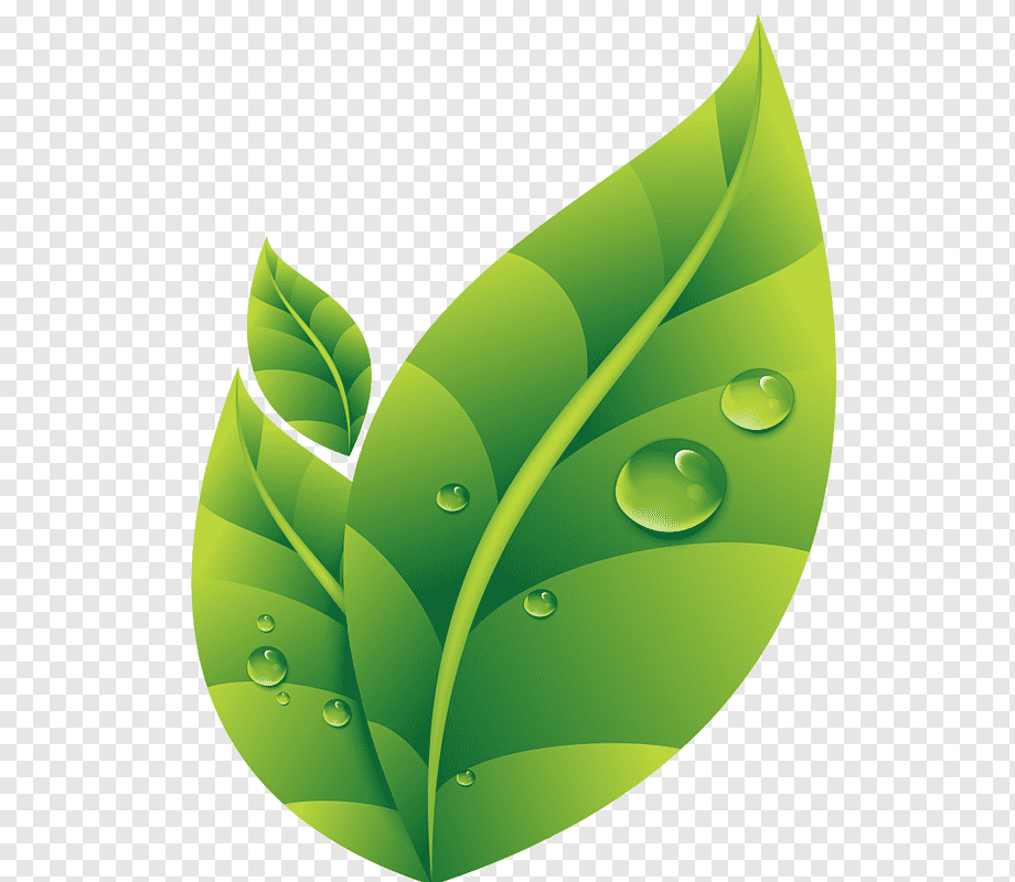 Green Leaves Illustration, Dew Drop Leaf, Green Leaves - Holy Family Catholic Church , HD Wallpaper & Backgrounds