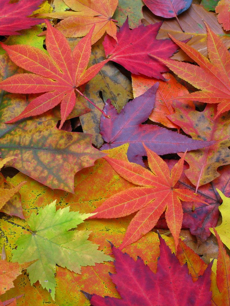 Fall Leaves Colors , HD Wallpaper & Backgrounds