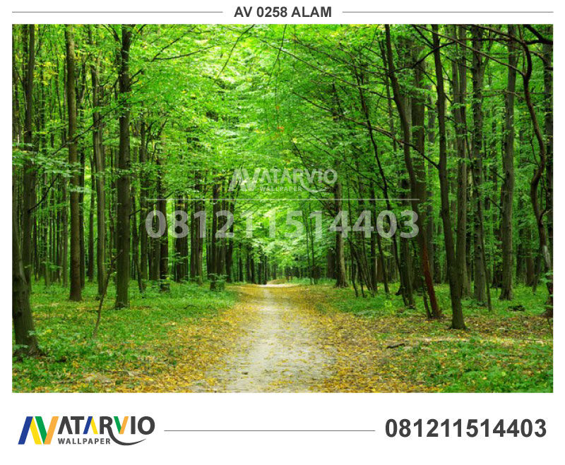 Jual Wallpaper Motif Alam - Jungle And Forest Difference , HD Wallpaper & Backgrounds