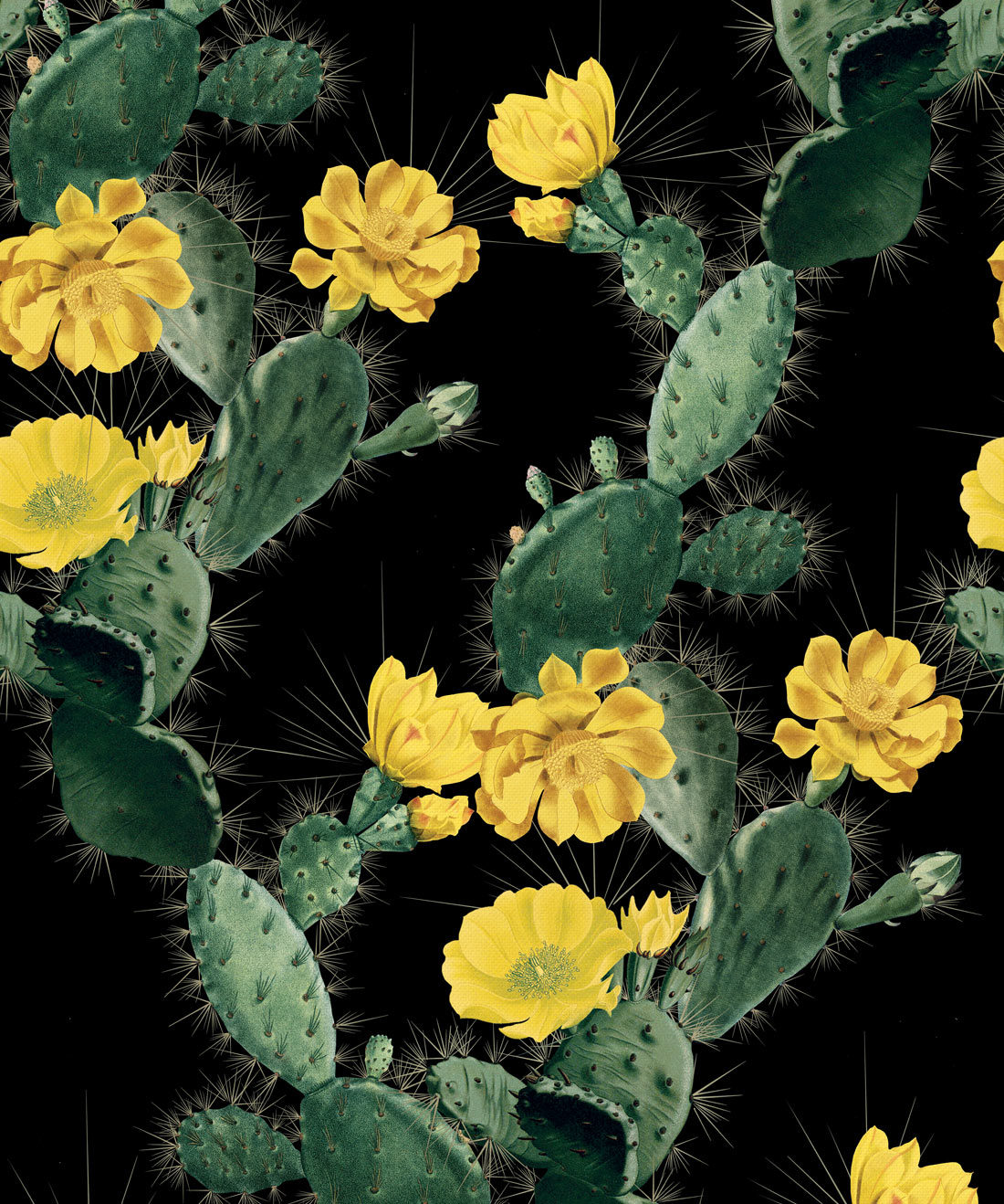 Cactus Wallpaper - Wallpaper , HD Wallpaper & Backgrounds