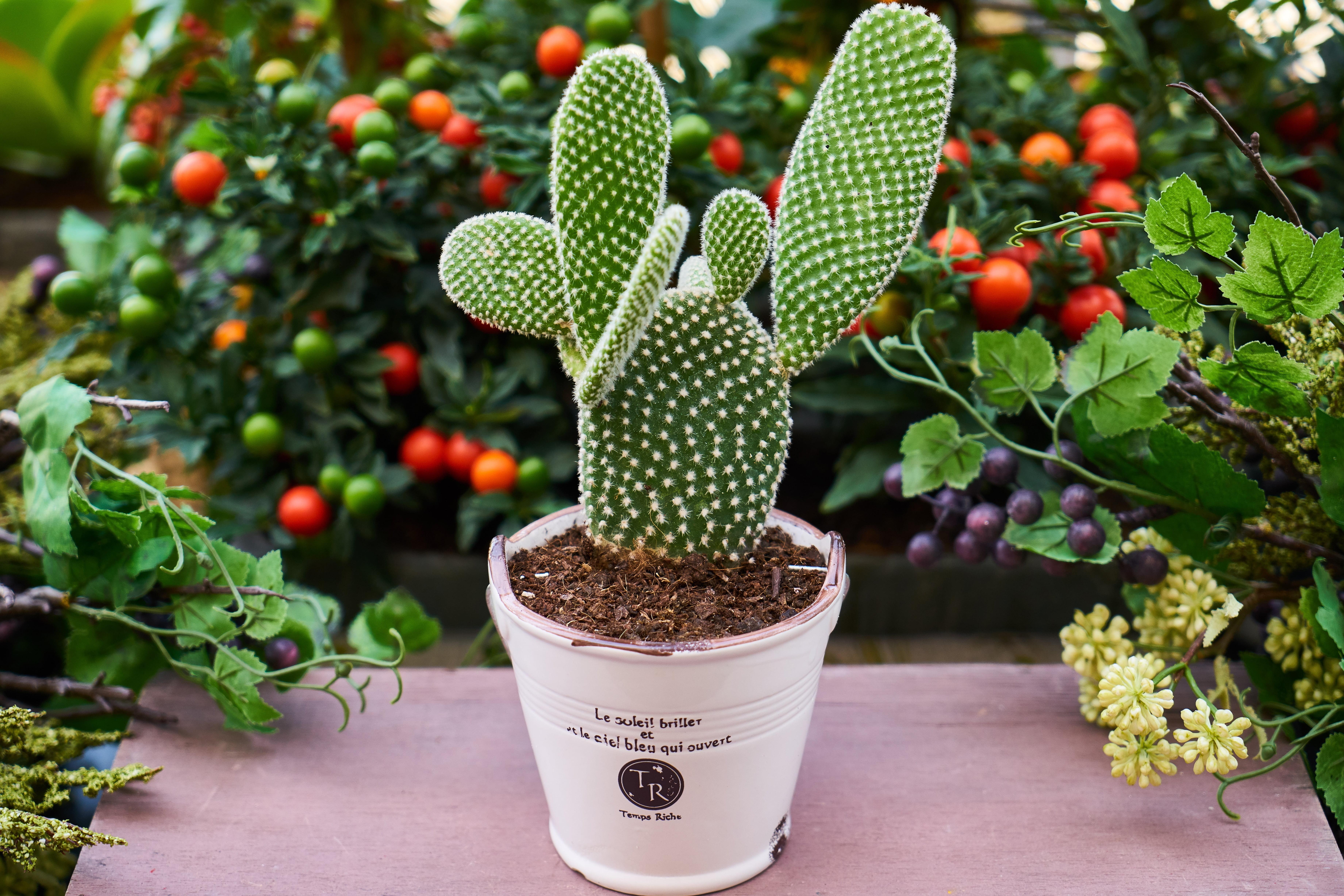 Cactus - Opuntia Cactus , HD Wallpaper & Backgrounds