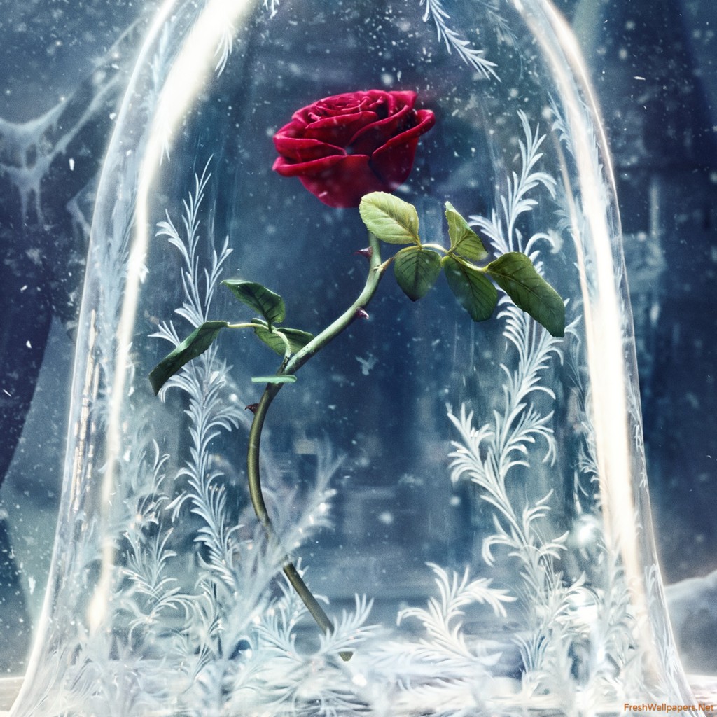 Beauty And The Beast Wallpaper Hd - Beauty And The Beast 2017 The Rose , HD Wallpaper & Backgrounds