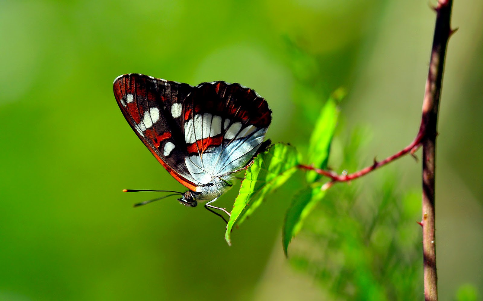 Desktop Hd Wallpapers Butterfly Download New Wallpaper Hd