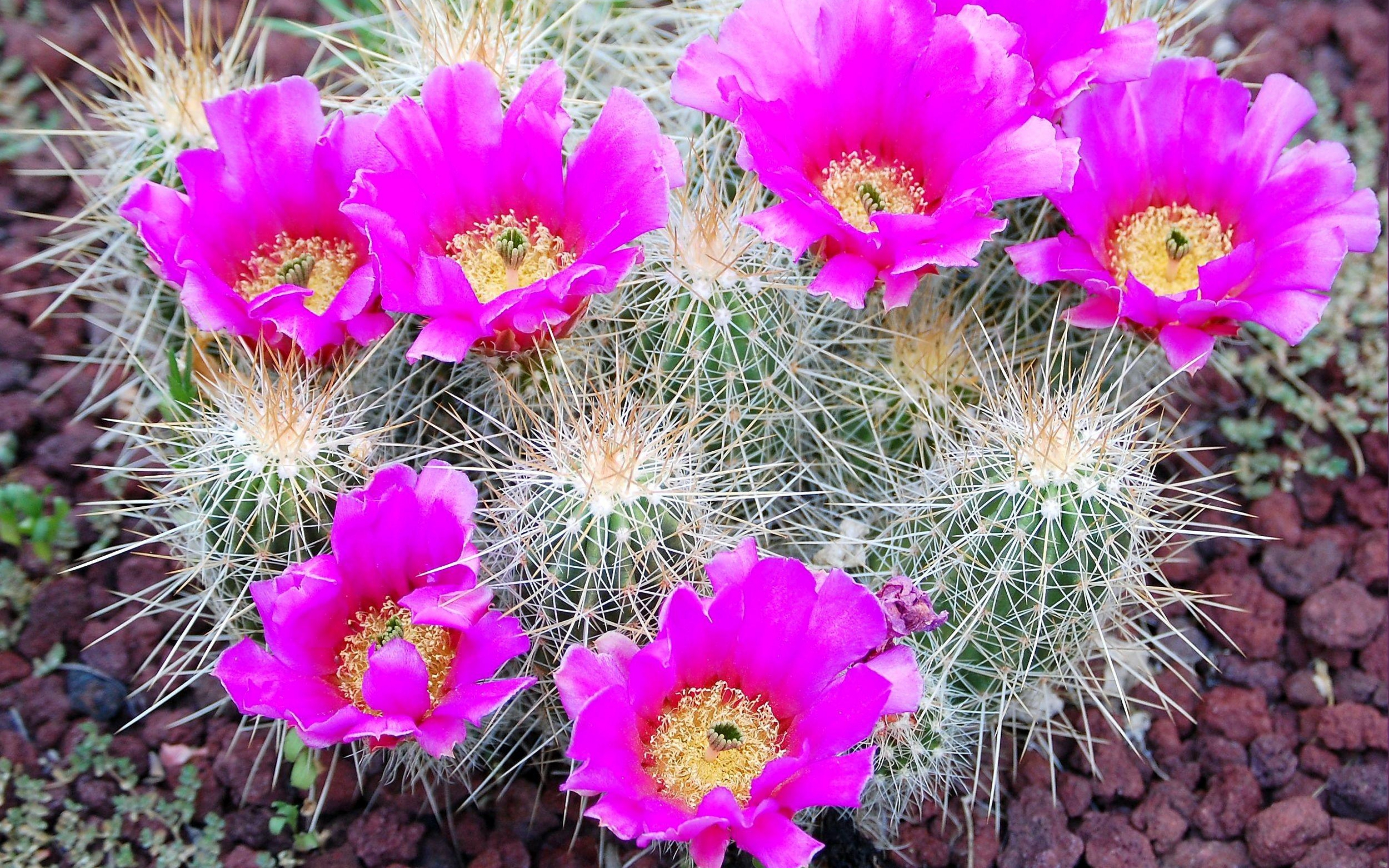 Cactus Flowers Wallpapers Cactus Flowers - Bunch Of Cactus With Flower , HD Wallpaper & Backgrounds