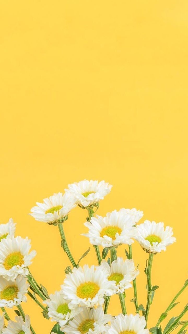 Yellow Flower Wallpaper Iphone , HD Wallpaper & Backgrounds