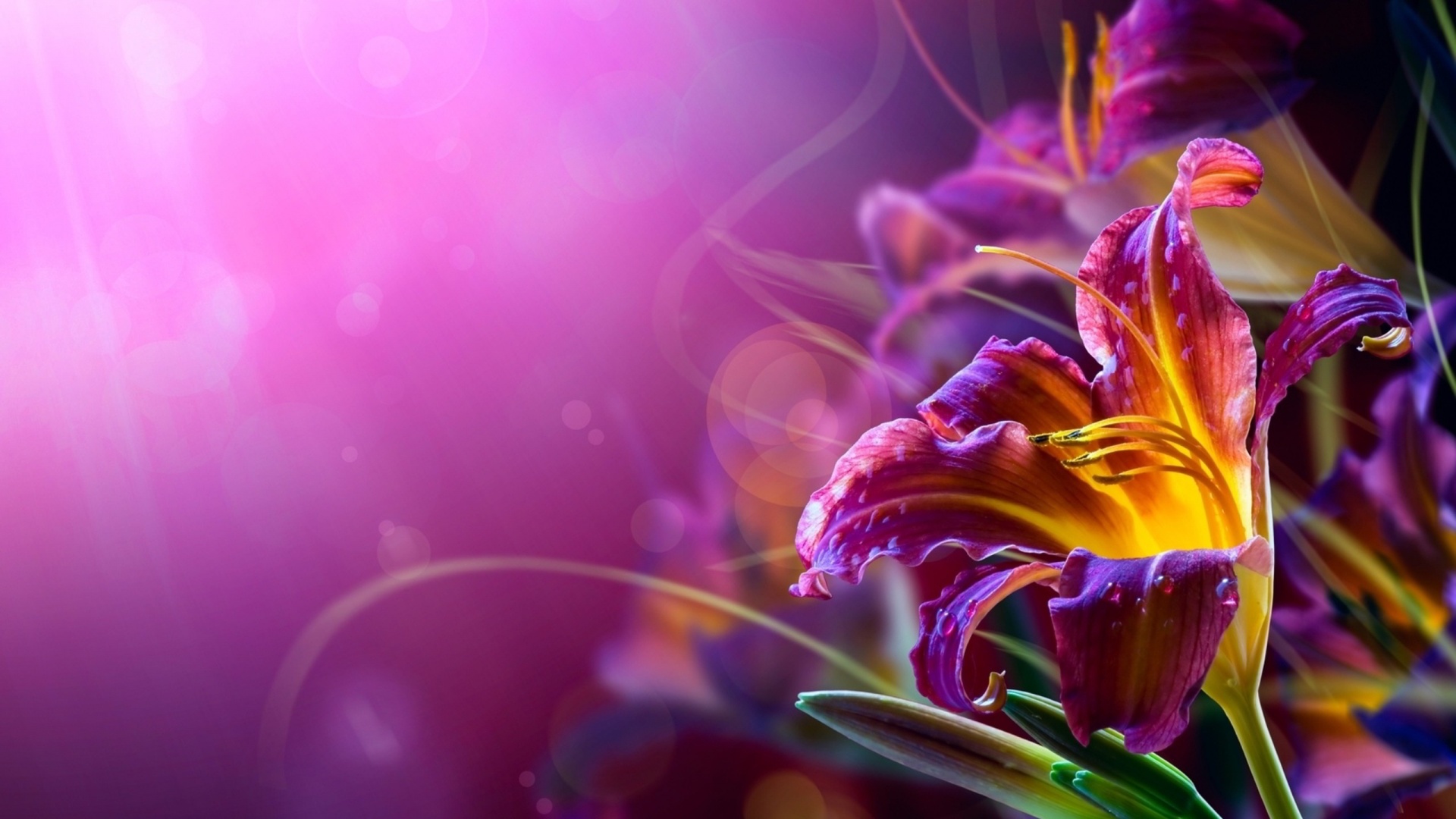 Wallpapers With Your Name - Abstract Flower Backgrounds , HD Wallpaper & Backgrounds