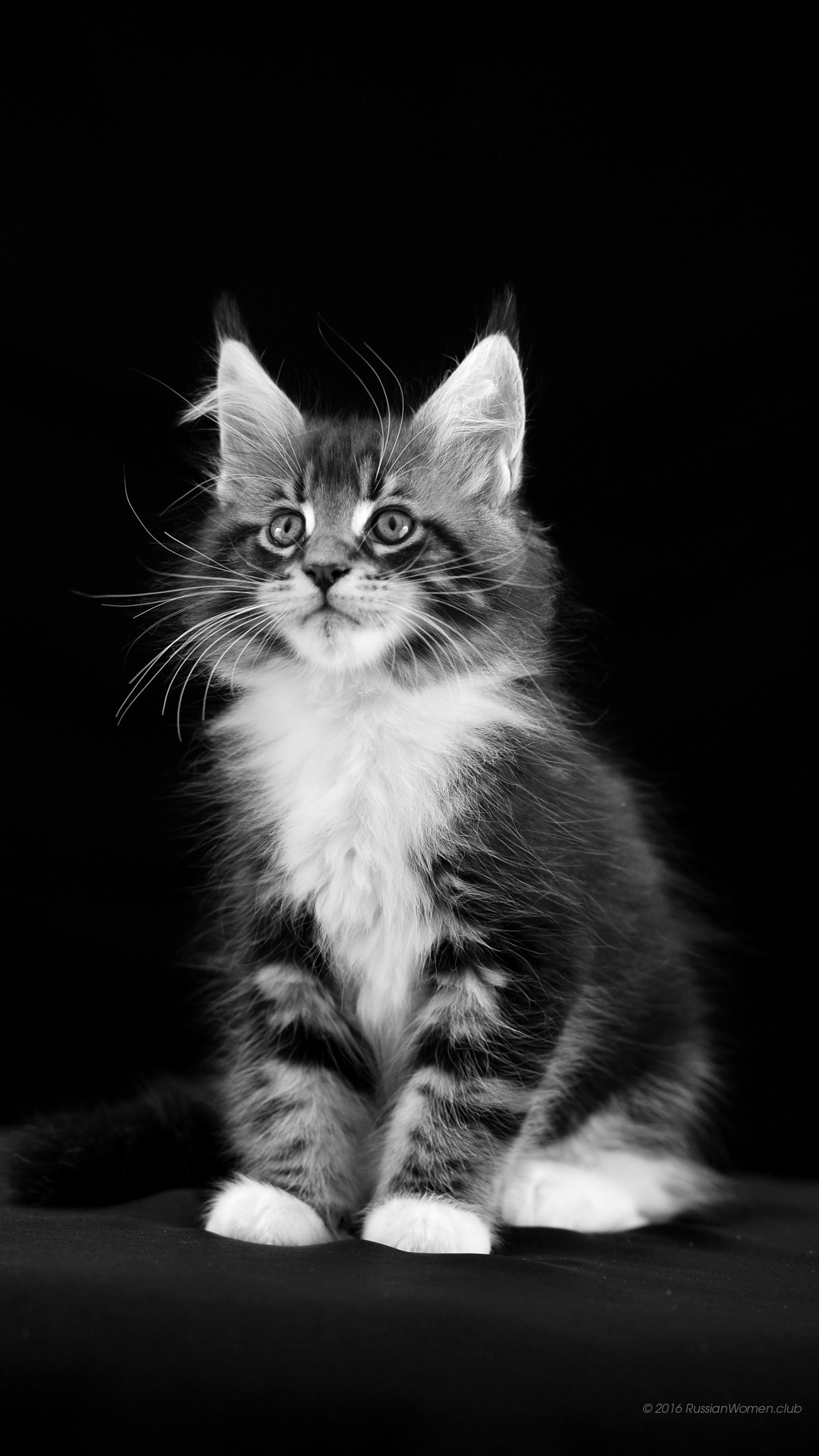 Wallpaper Hp Gambar Kucing - Keren Untuk Wallpaper Hp Vivo , HD Wallpaper & Backgrounds