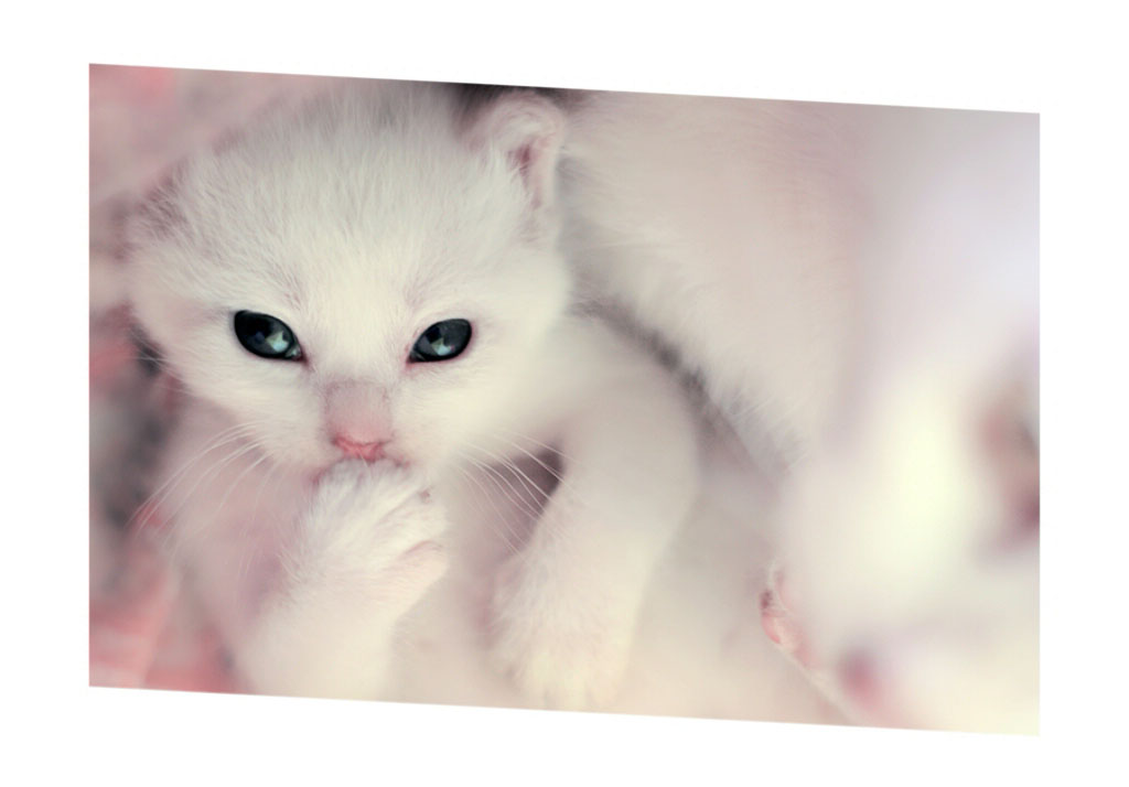 Kitten , HD Wallpaper & Backgrounds