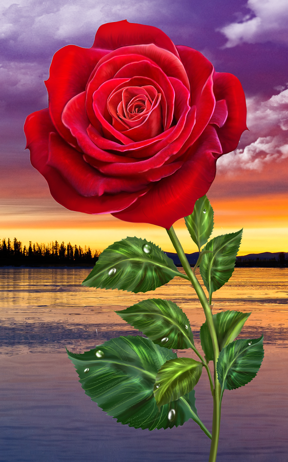 Magic Touch Flowers - Rose Flowers Wallpapers For Mobile , HD Wallpaper & Backgrounds