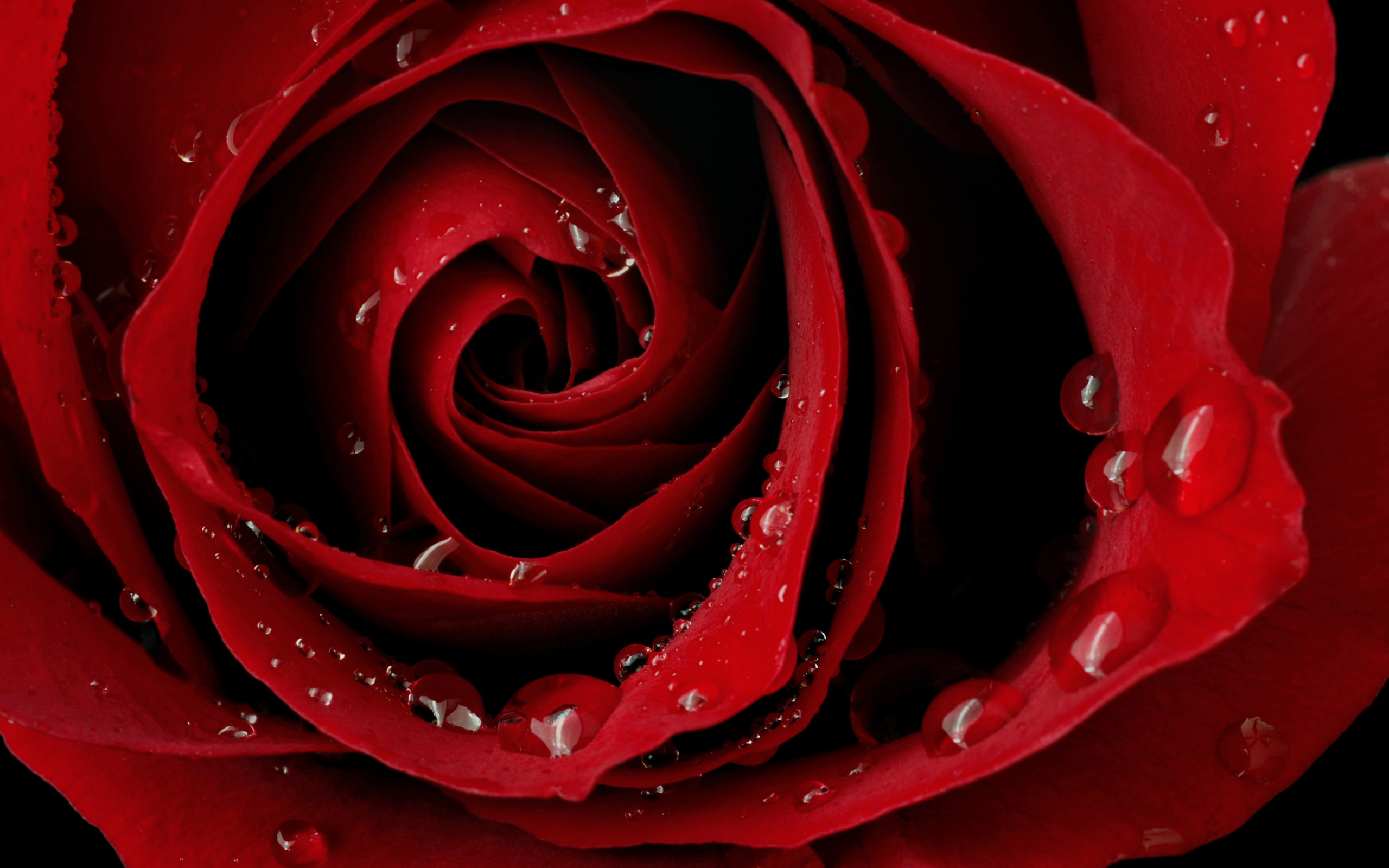 Beautiful Red Rose , HD Wallpaper & Backgrounds
