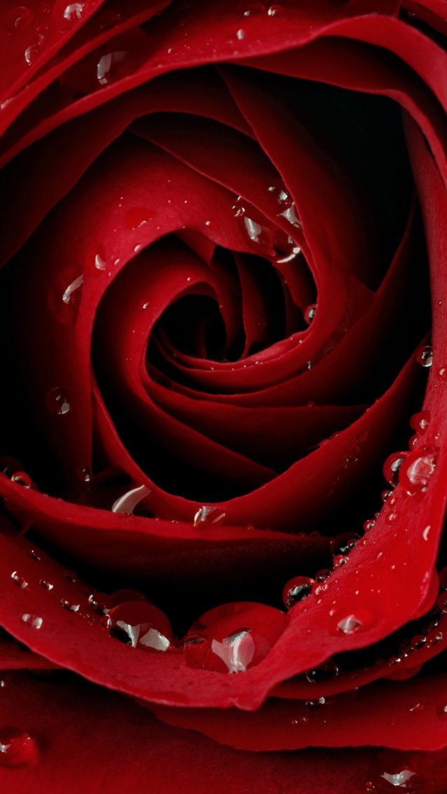 Red Roses Most Popular Rose Rose Wallpapers Beautiful - Iphone Red Rose Wallpaper Hd , HD Wallpaper & Backgrounds