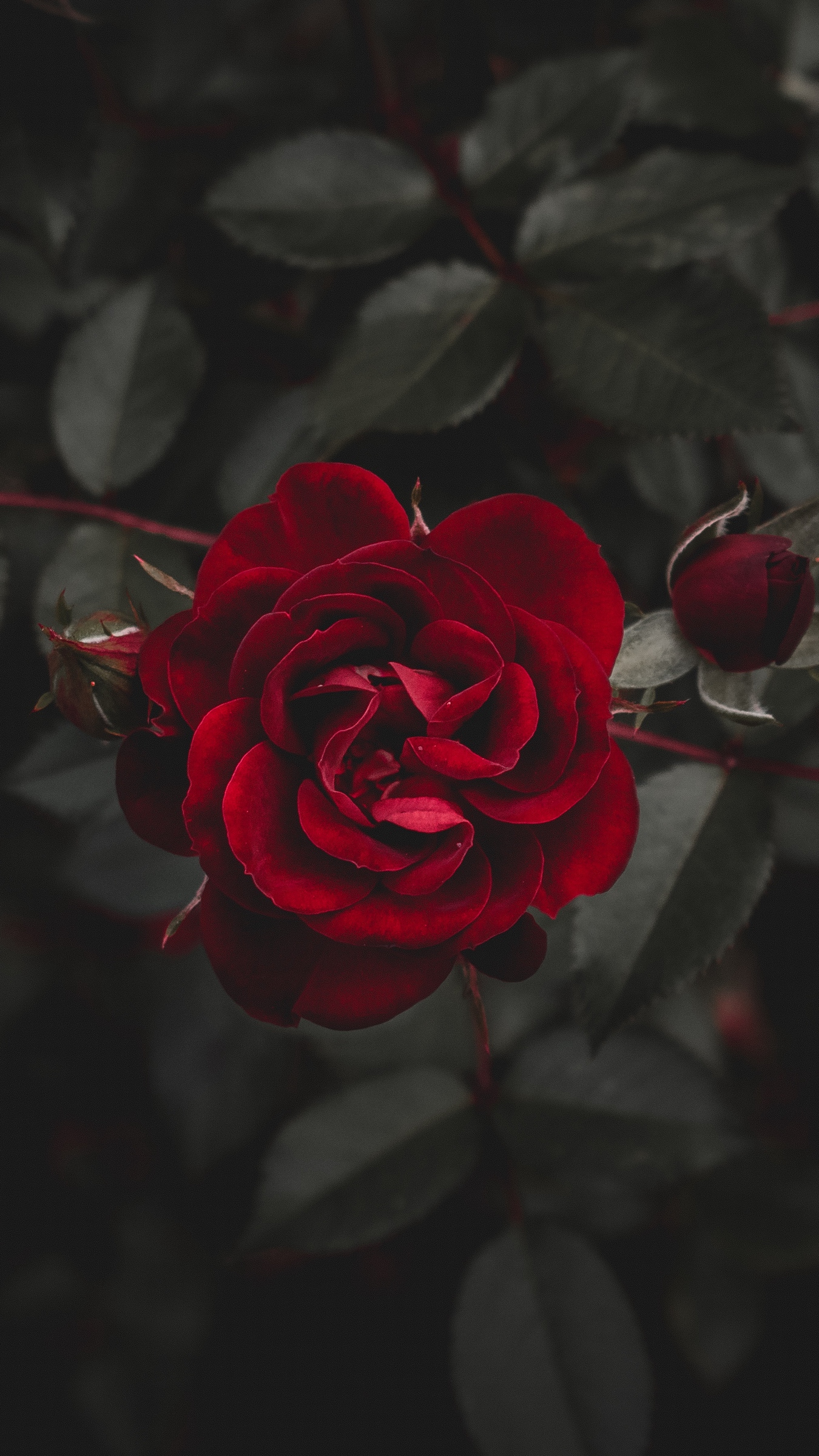 Wallpaper Rose, Red, Flower, Bud - Sunday Good Morning Rose , HD Wallpaper & Backgrounds