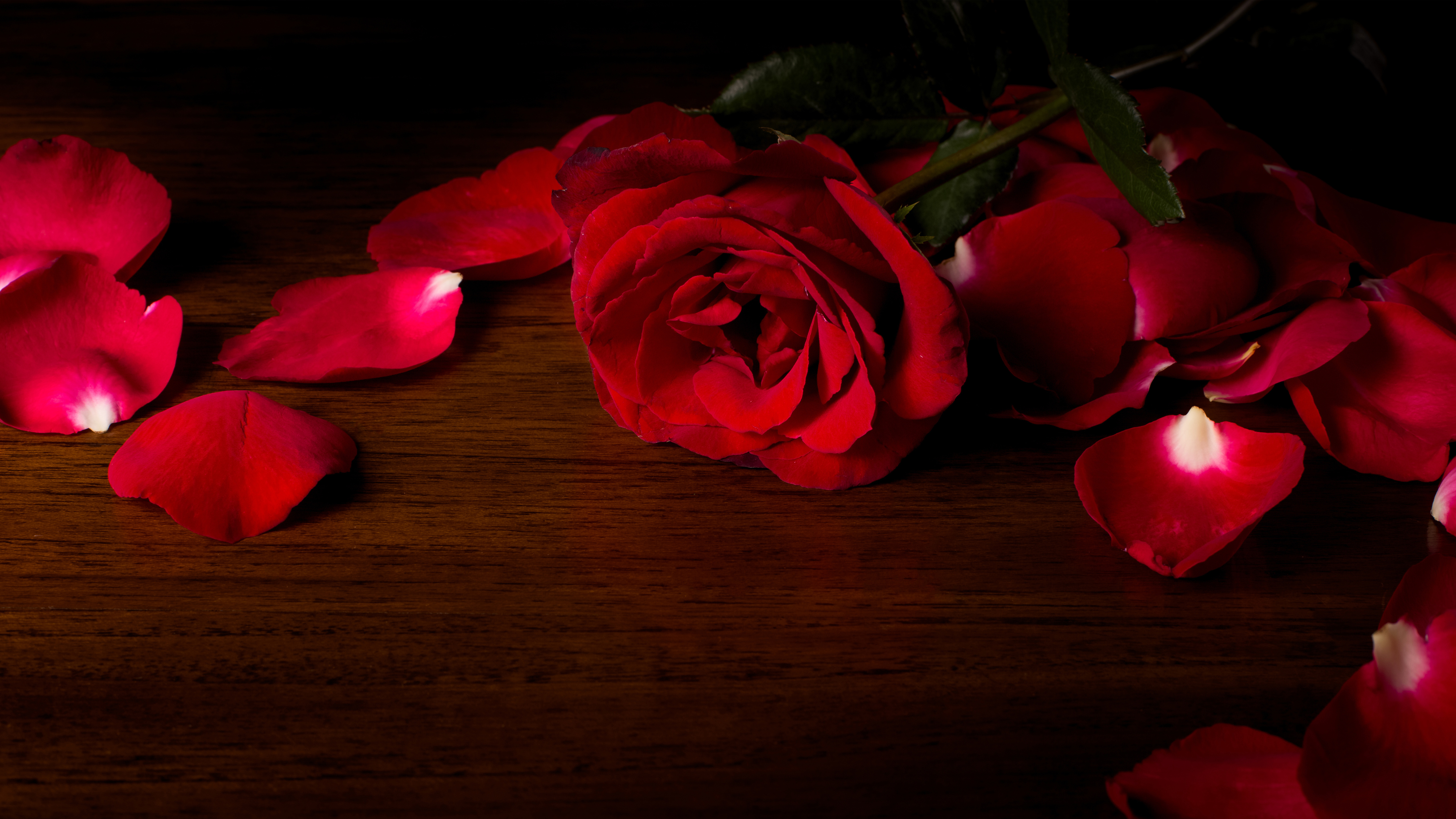 Original Resolution Popular - Red Rose Wallpaper Hd , HD Wallpaper & Backgrounds