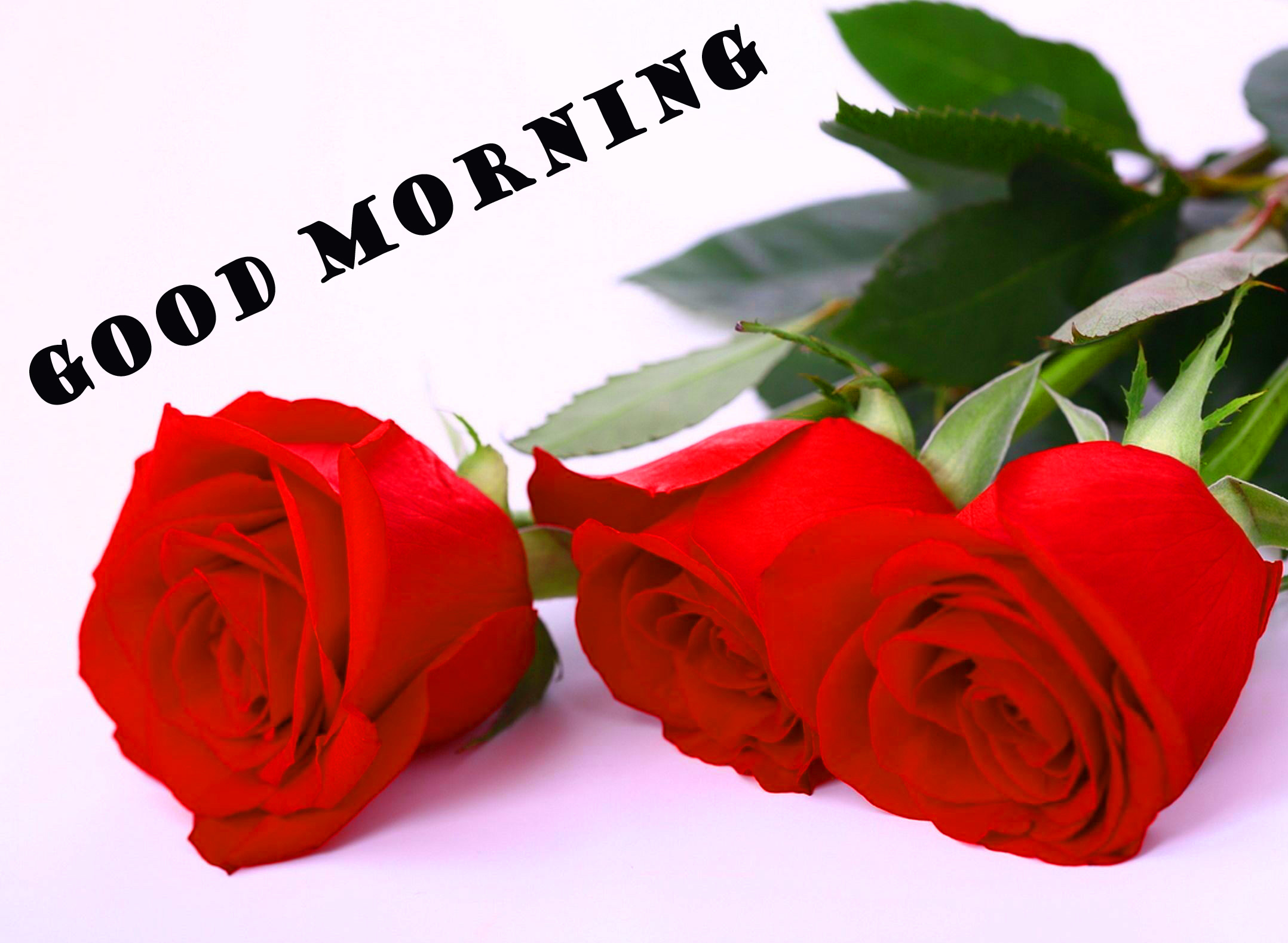 Good Morning Red Rose Wallpaper Pictures Images Hd - Good Morning Red Rose Hd , HD Wallpaper & Backgrounds