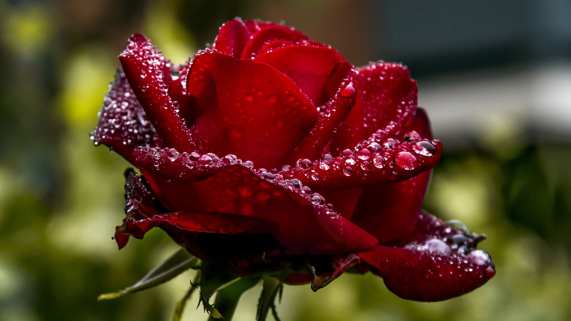 Dark Red Rose Wallpaper - Wallpaper , HD Wallpaper & Backgrounds