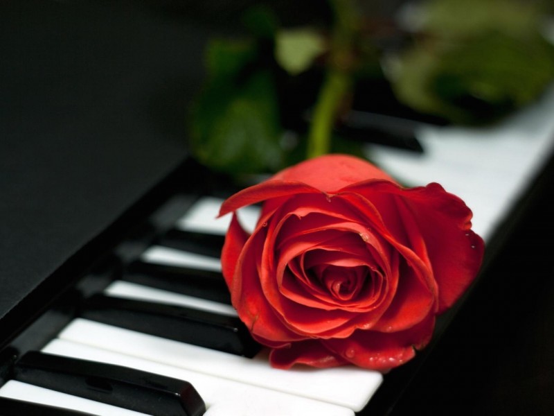 Romantic Single Red Rose Wallpaper - Romantic Single Red Rose , HD Wallpaper & Backgrounds