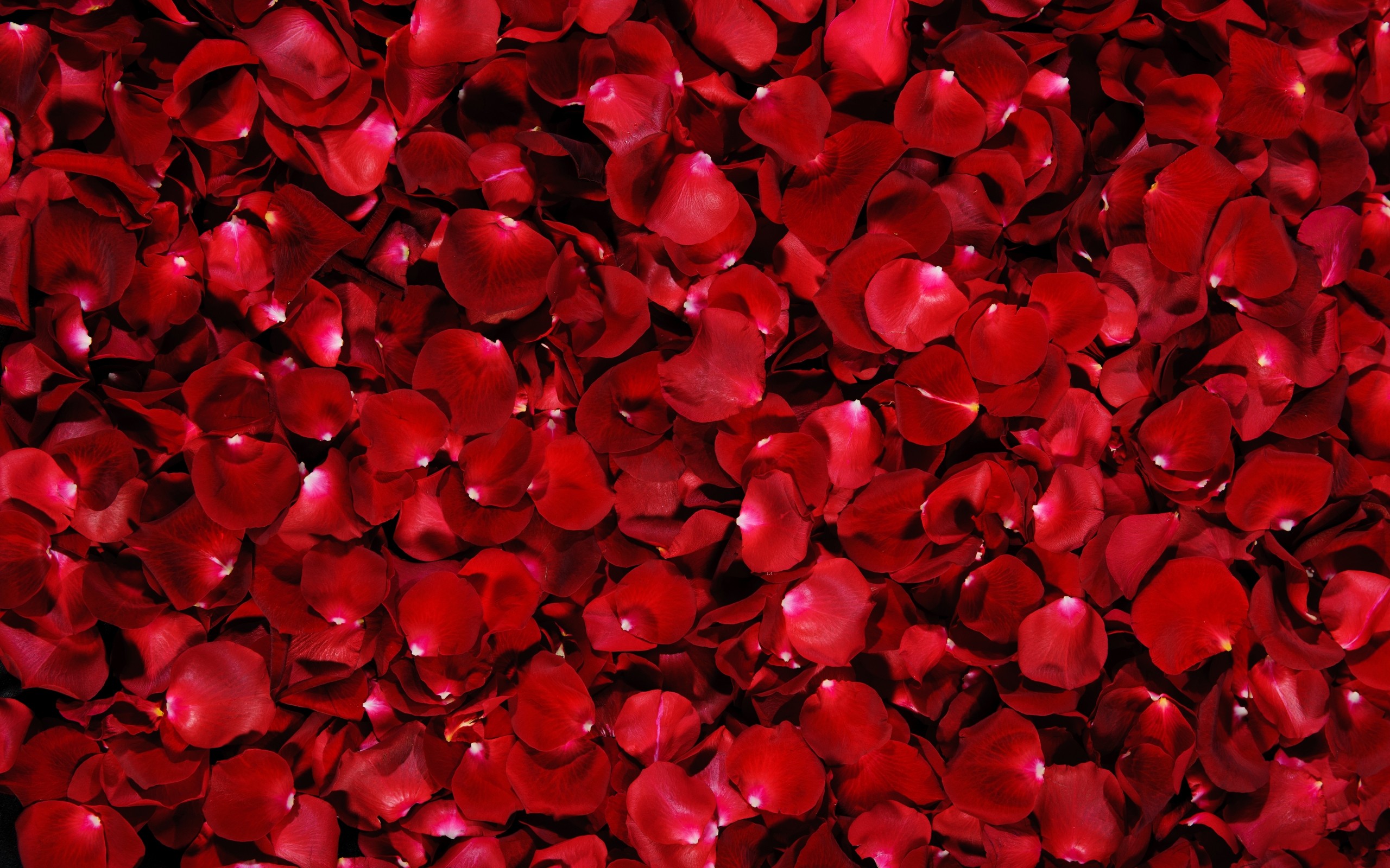 Rings And Red Rose Flower Hd Wallpaper Rosepetals 299892 - Red Rose Petals Background , HD Wallpaper & Backgrounds