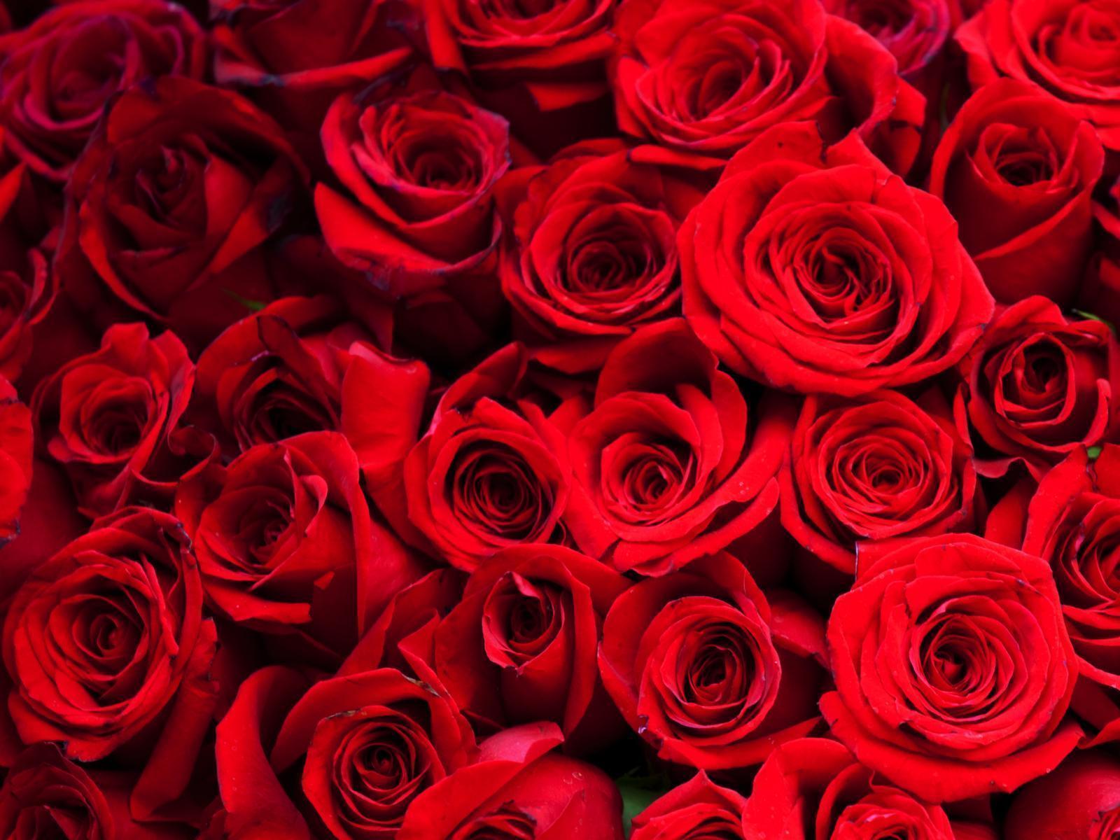 Red Roses Wallpaper Backgrounds - Hd Red Rose Background , HD Wallpaper & Backgrounds