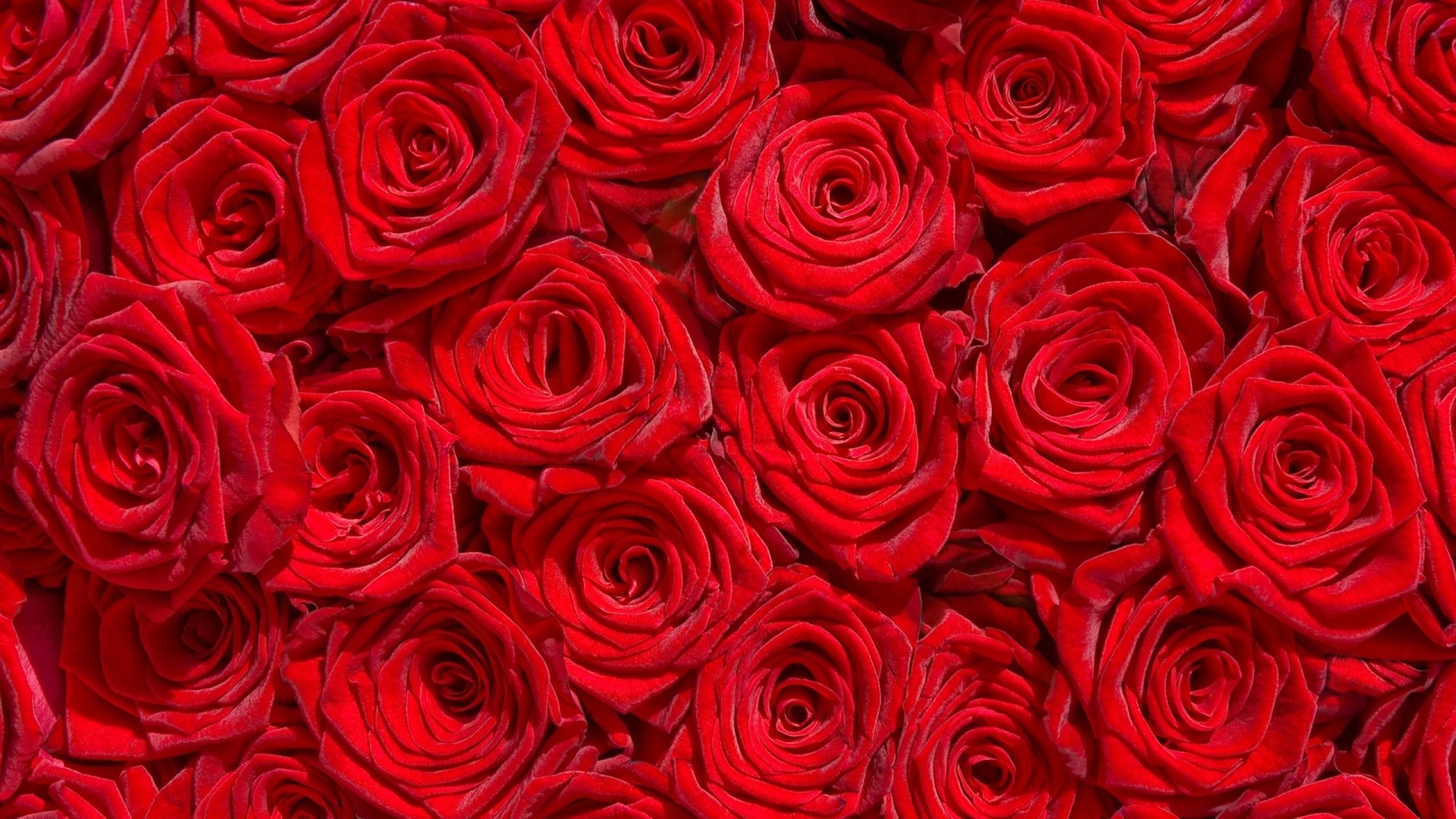 Red Rose Flower Garden Wallpaper - Green Million Flower Hd Walpaper , HD Wallpaper & Backgrounds