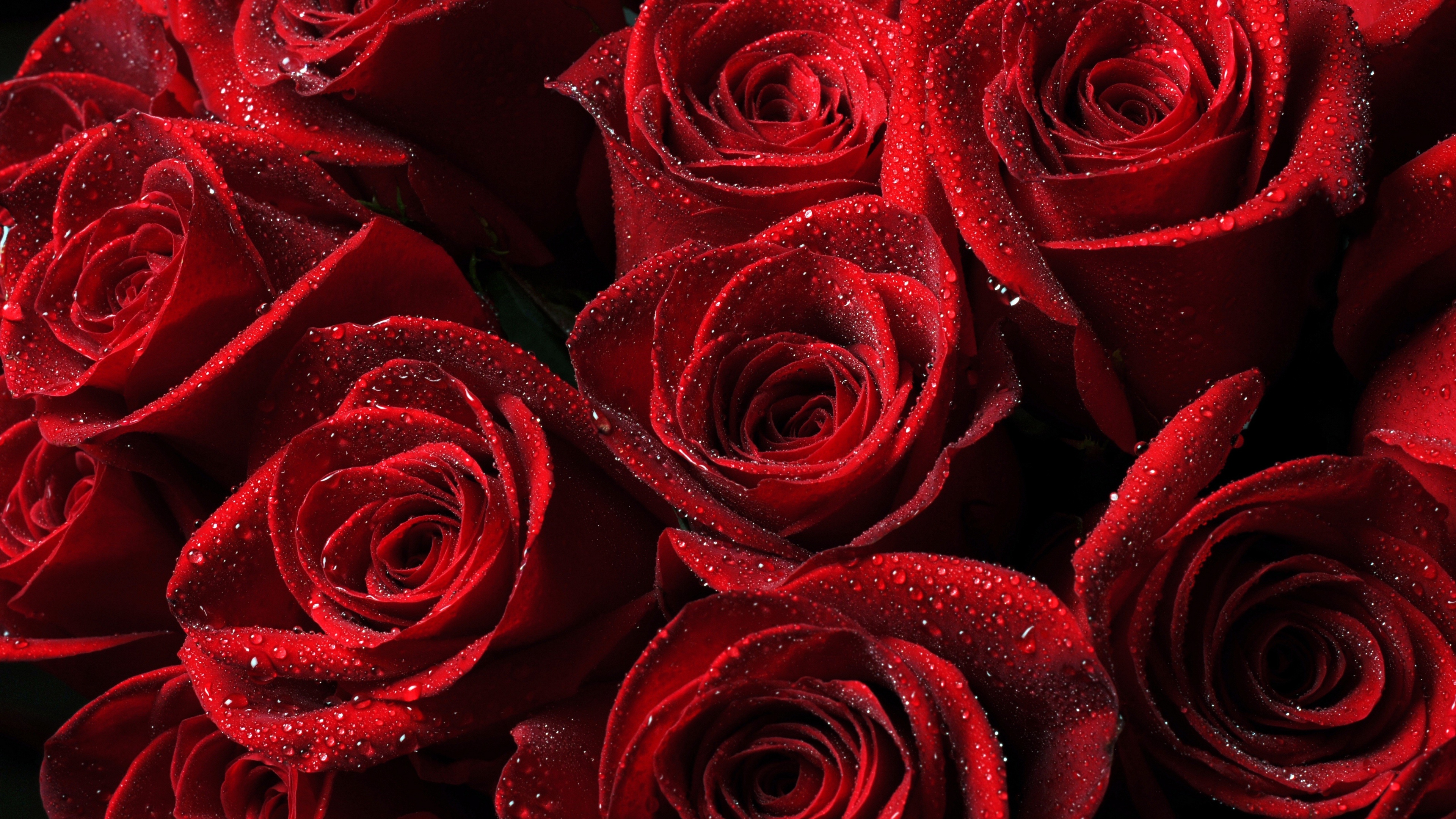 Red Roses Background 4k Wallpaper , HD Wallpaper & Backgrounds