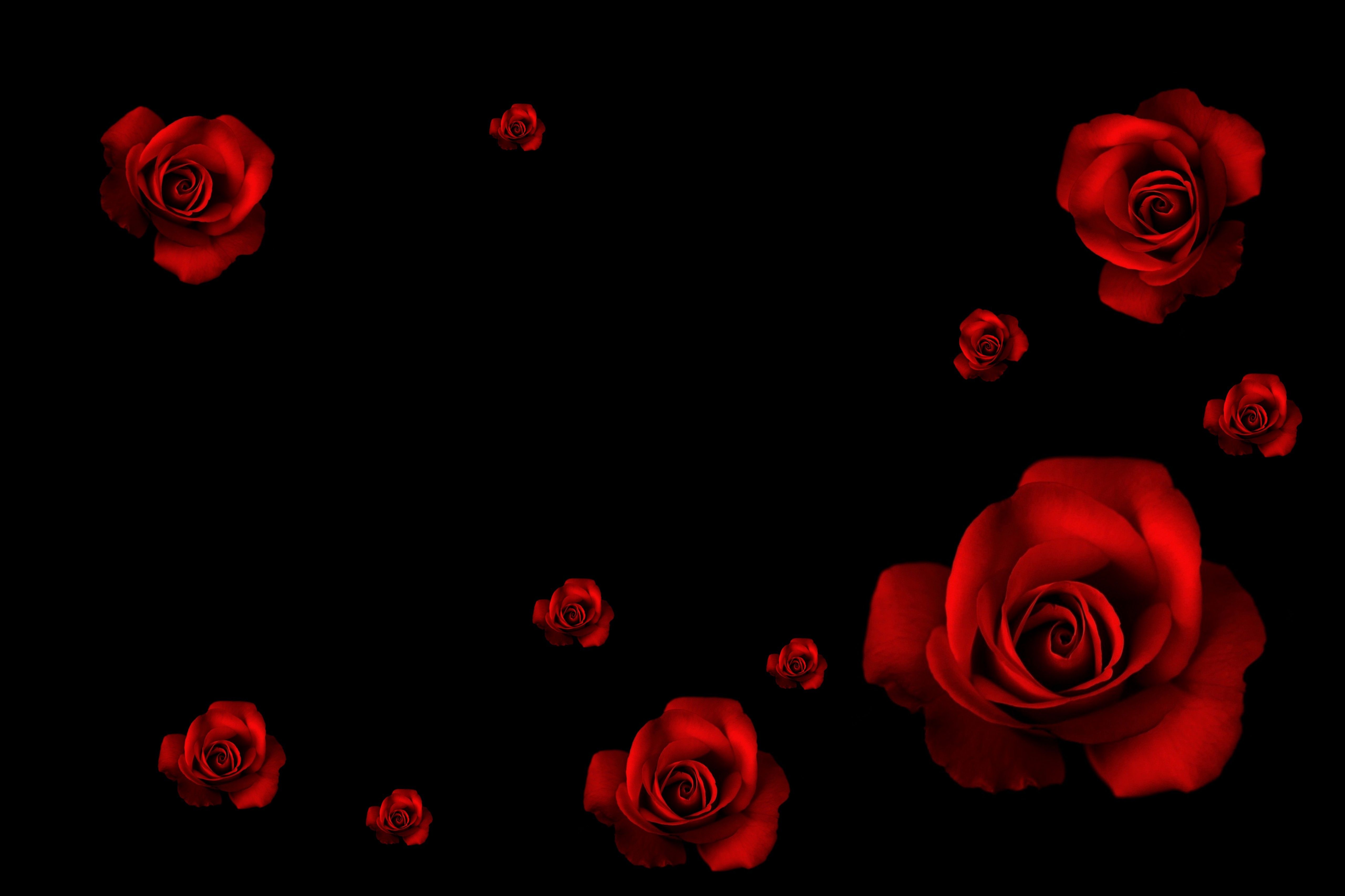 Black And Red Rose Wallpaper , HD Wallpaper & Backgrounds