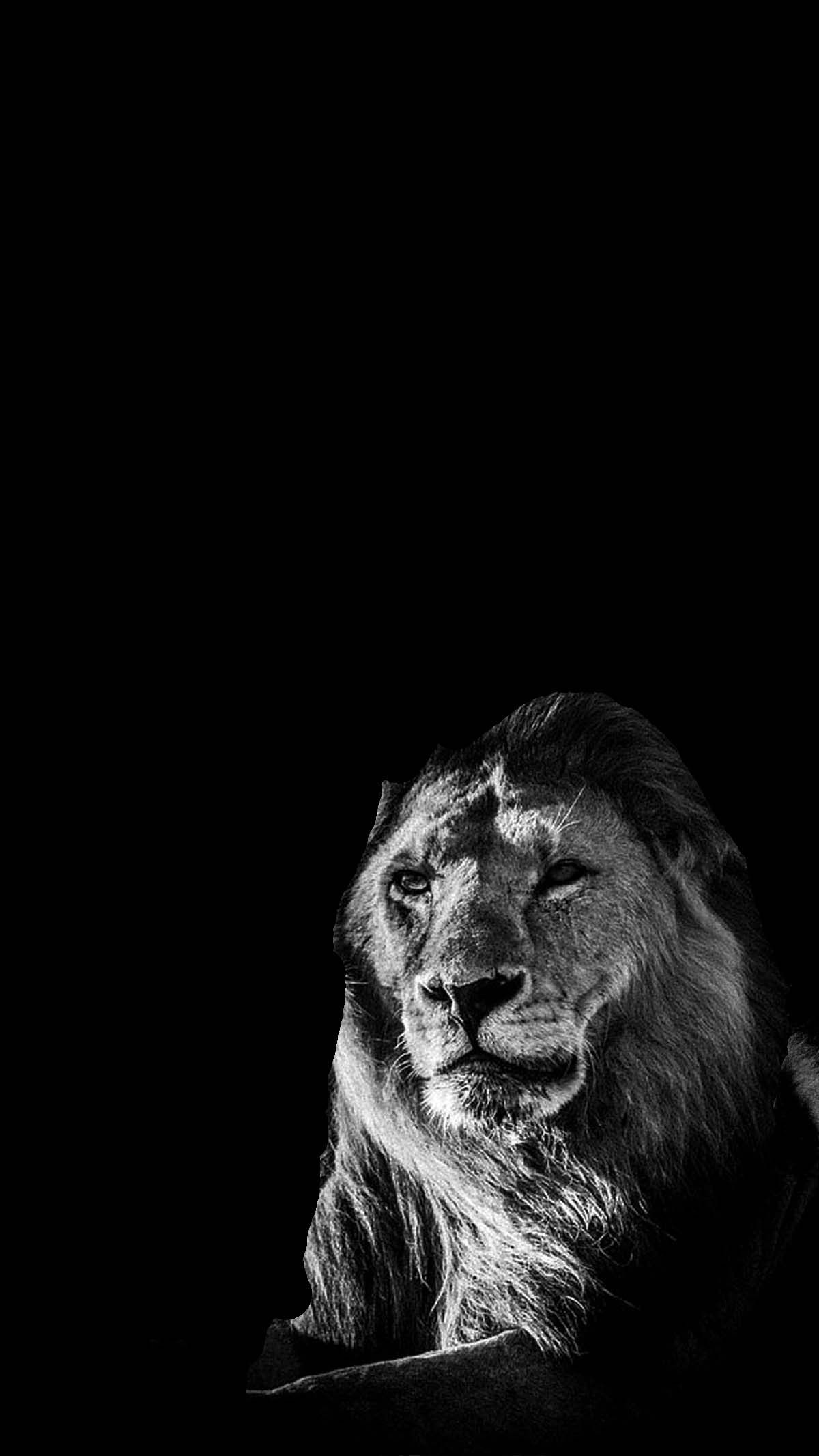 Image For Black Wallpaper Hd For All Smartphone - Laurent Baheux Lion In The Wind , HD Wallpaper & Backgrounds