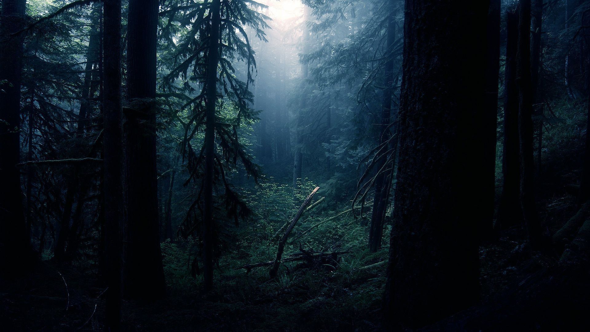 Hd Cover Dark Forest Wallpapers, High Quality, Wallpapers - High Resolution Dark Forest , HD Wallpaper & Backgrounds
