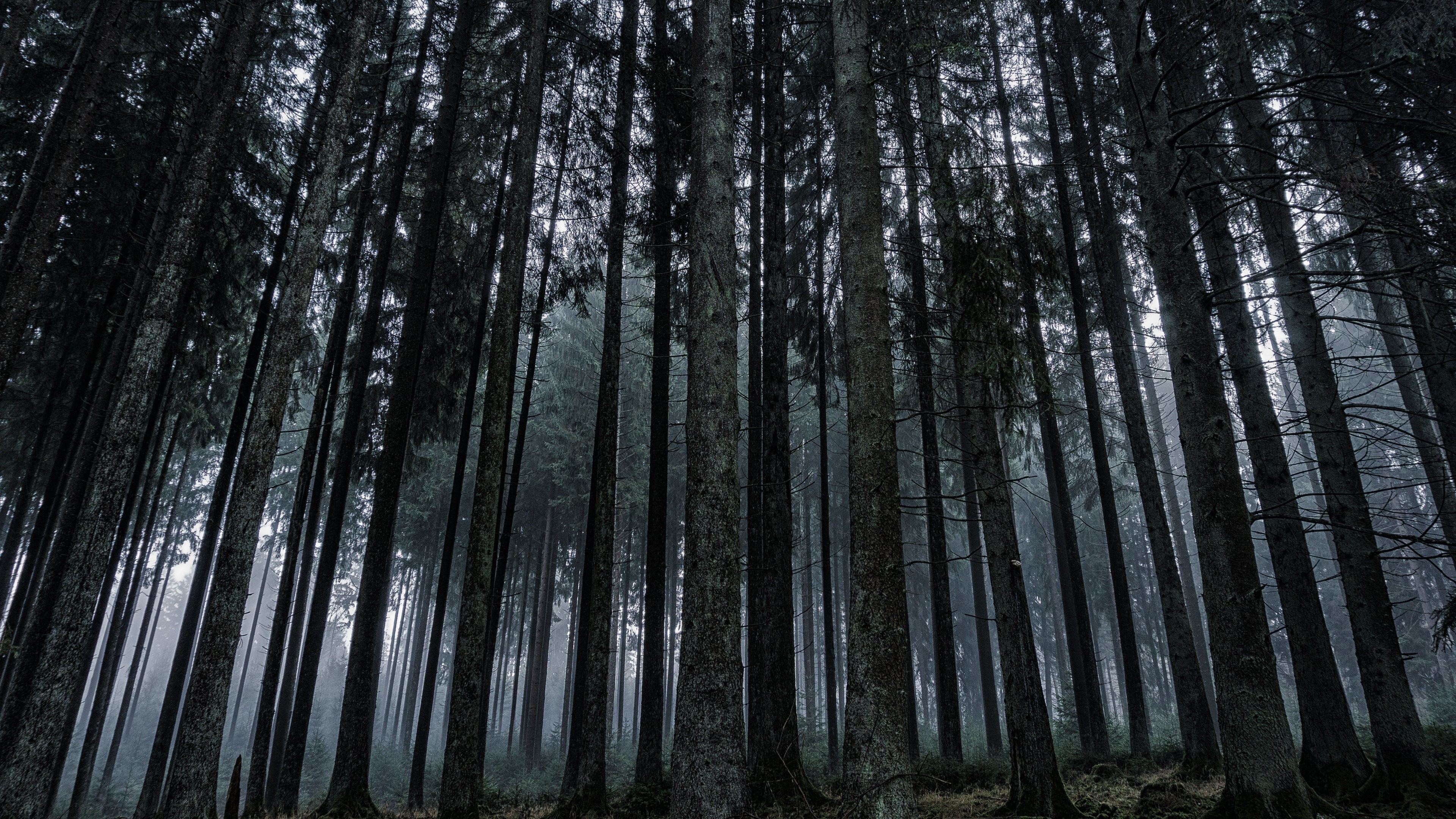 Dark Forest Wallpaper-qqg34i4 - Dark Forest Wallpaper Hd , HD Wallpaper & Backgrounds