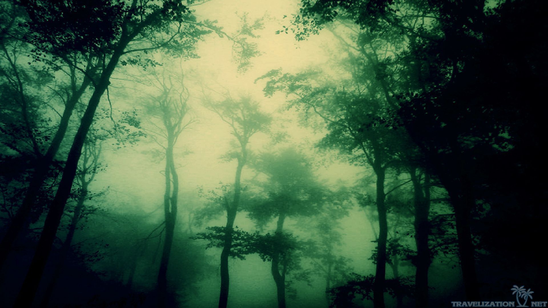 Dark Forest Wallpaper - Dark Forest Hd Wallpapers 1080p , HD Wallpaper & Backgrounds