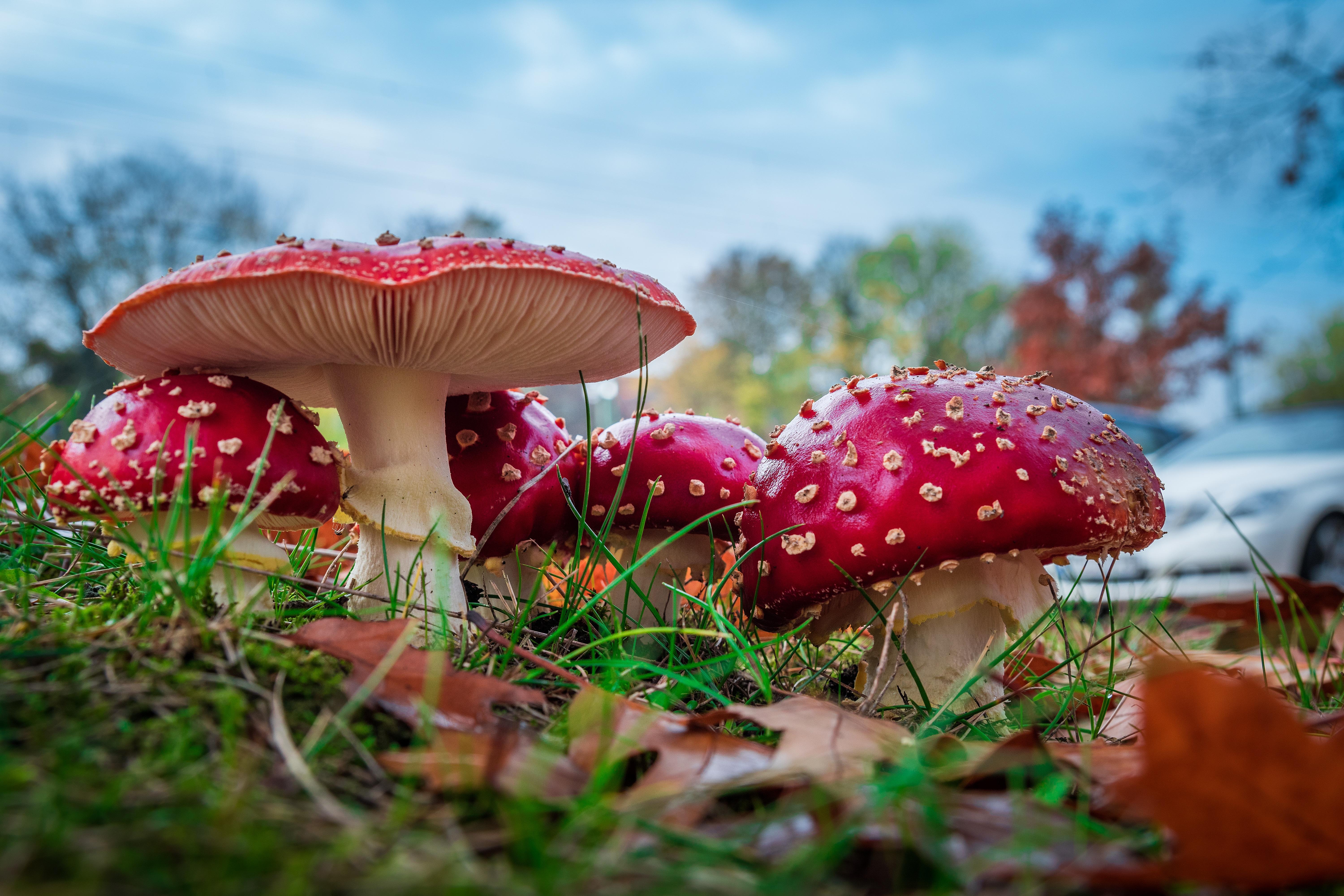 Fungi Wallpaper - Red Mushroom , HD Wallpaper & Backgrounds