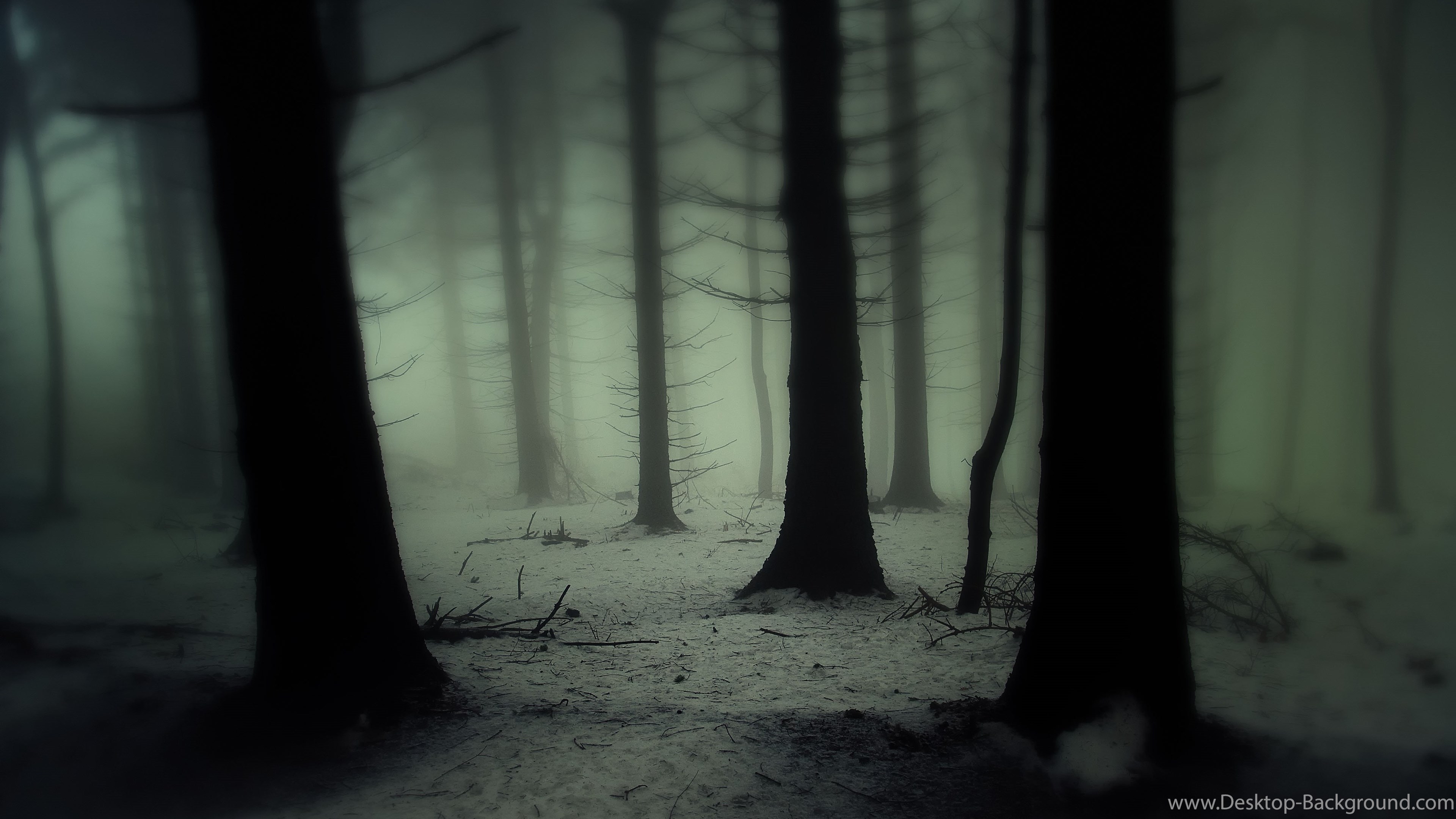 Wide - Dark Forest Wood , HD Wallpaper & Backgrounds