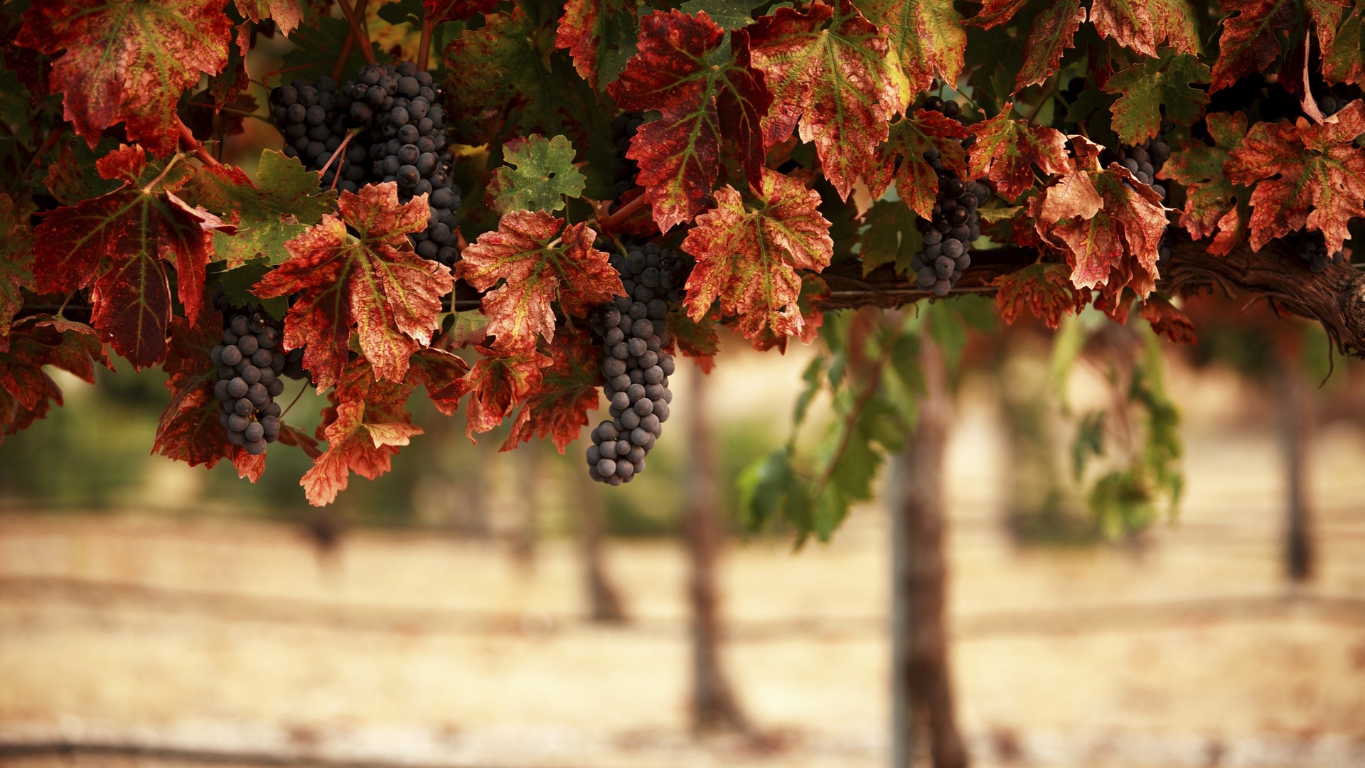 Wallpaper Nature, Leaves, Blur, Vineyard, Grapes, Landscape - Nature Blur Full Hd Background , HD Wallpaper & Backgrounds