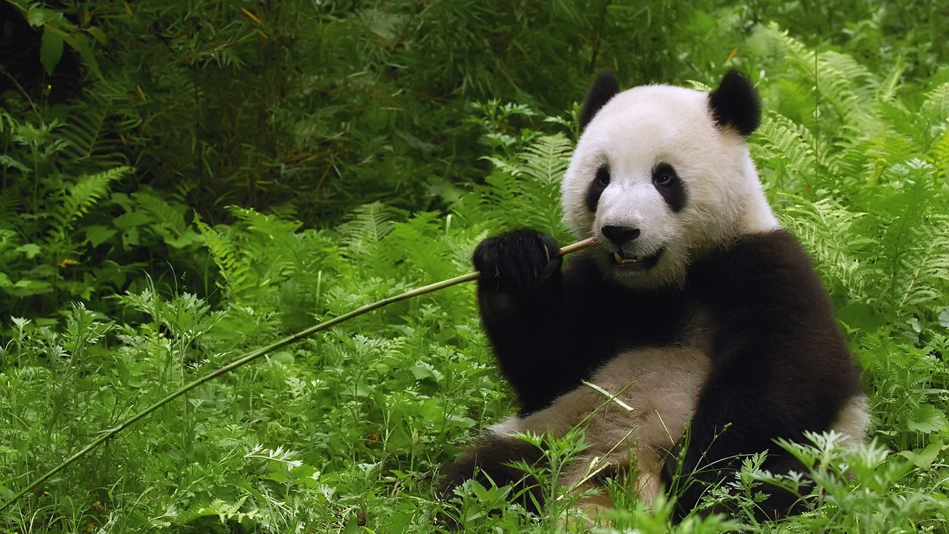 Nature Animals Wallpaper 1920x1080 Nature, Animals, - Giant Pandas Eating Bamboo , HD Wallpaper & Backgrounds