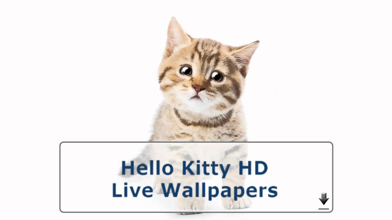 Youtube Premium - Adorable Cat Png , HD Wallpaper & Backgrounds