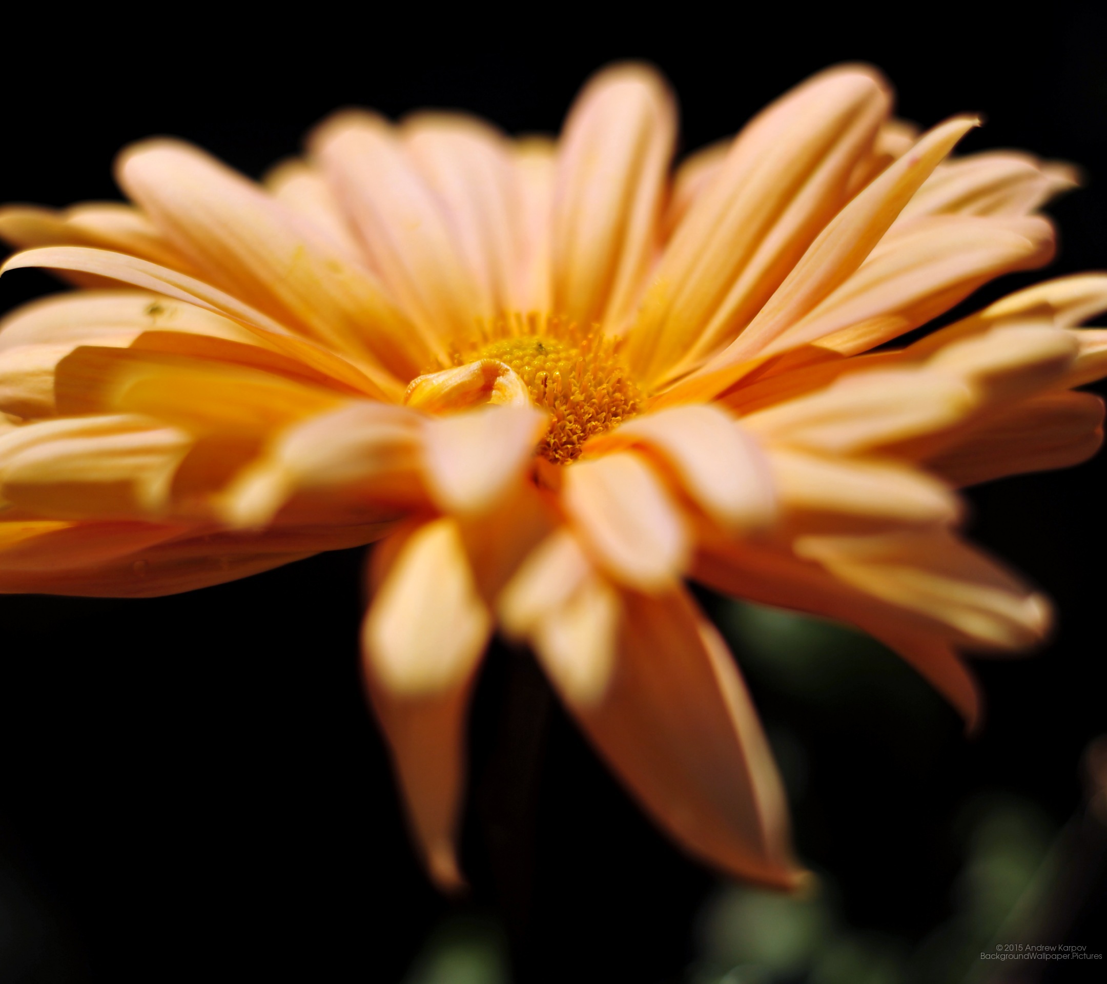 Chrysanthemum Flower Wallpapers - - Скачать Бесплатно Картинки На Телефон Айфон 6 , HD Wallpaper & Backgrounds