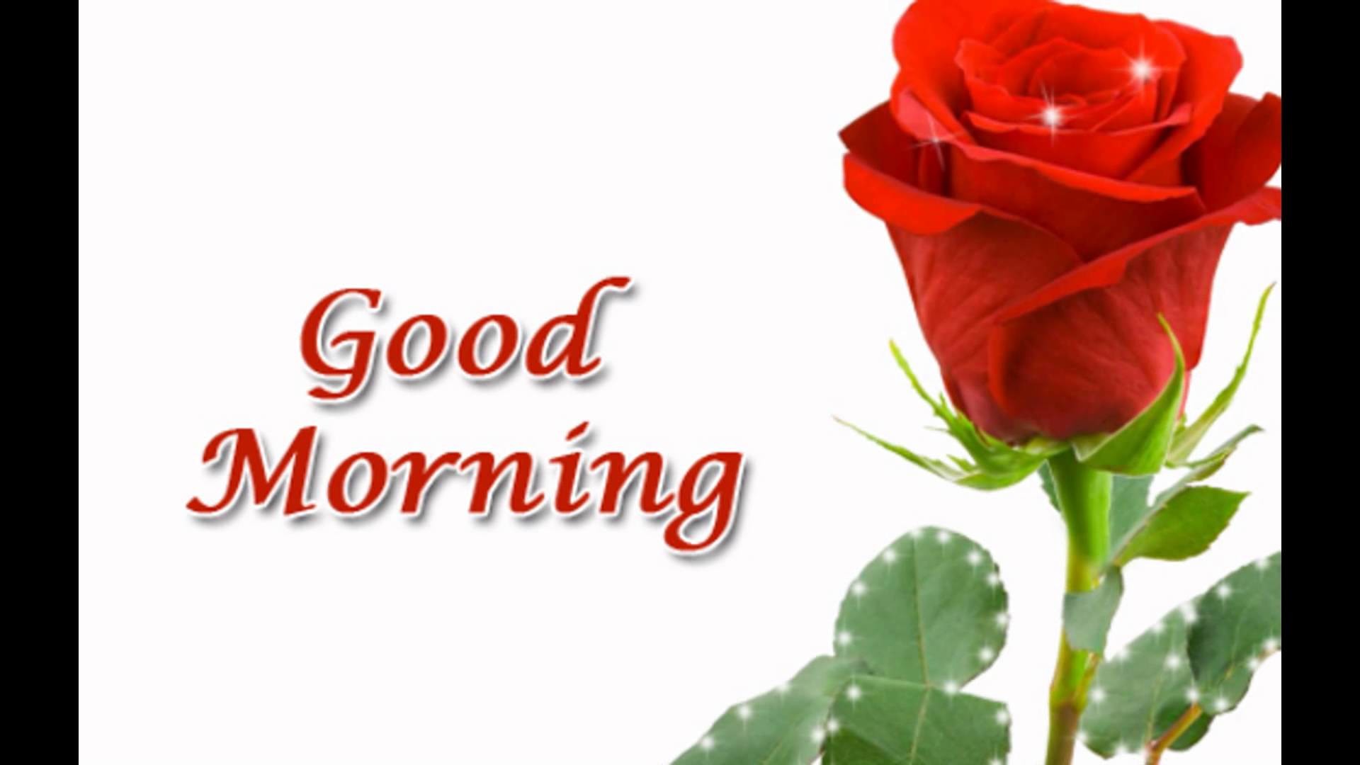 Good Morning Wish Wallpaper - Good Morning Single Rose , HD Wallpaper & Backgrounds