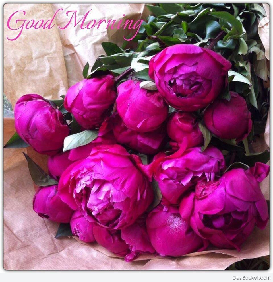 Morning Roses -wg16591 - Beautiful Pink Things , HD Wallpaper & Backgrounds