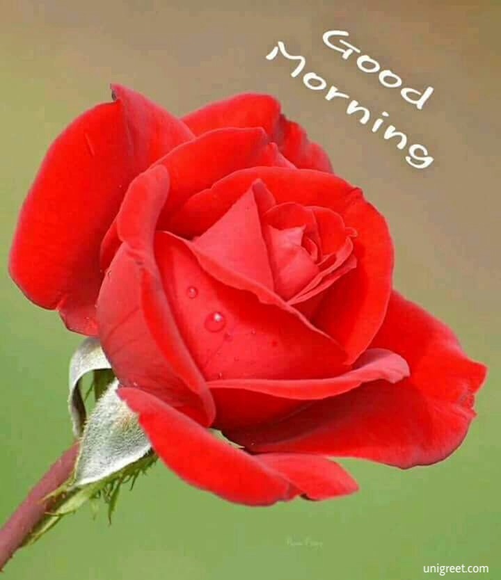Red Rose Good Morning Wallpaper - Good Morning Red Rose Images For Whatsapp , HD Wallpaper & Backgrounds