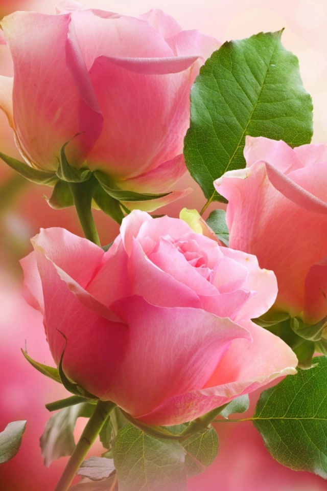 Download Now - Rose Flower Whatsapp Dp , HD Wallpaper & Backgrounds