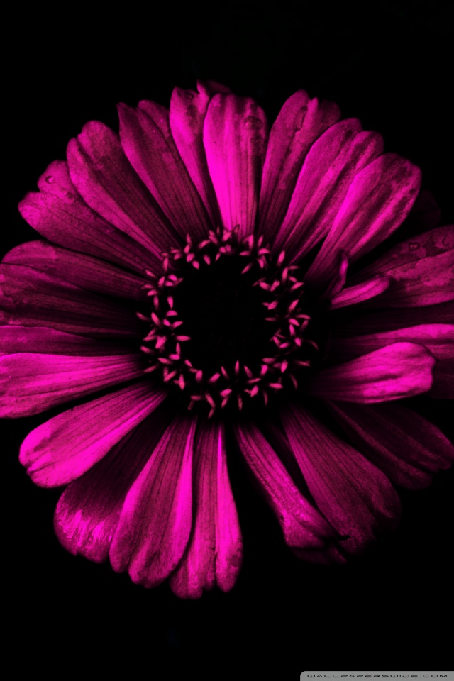 Mobile Hvga - Dark Flower Hd , HD Wallpaper & Backgrounds