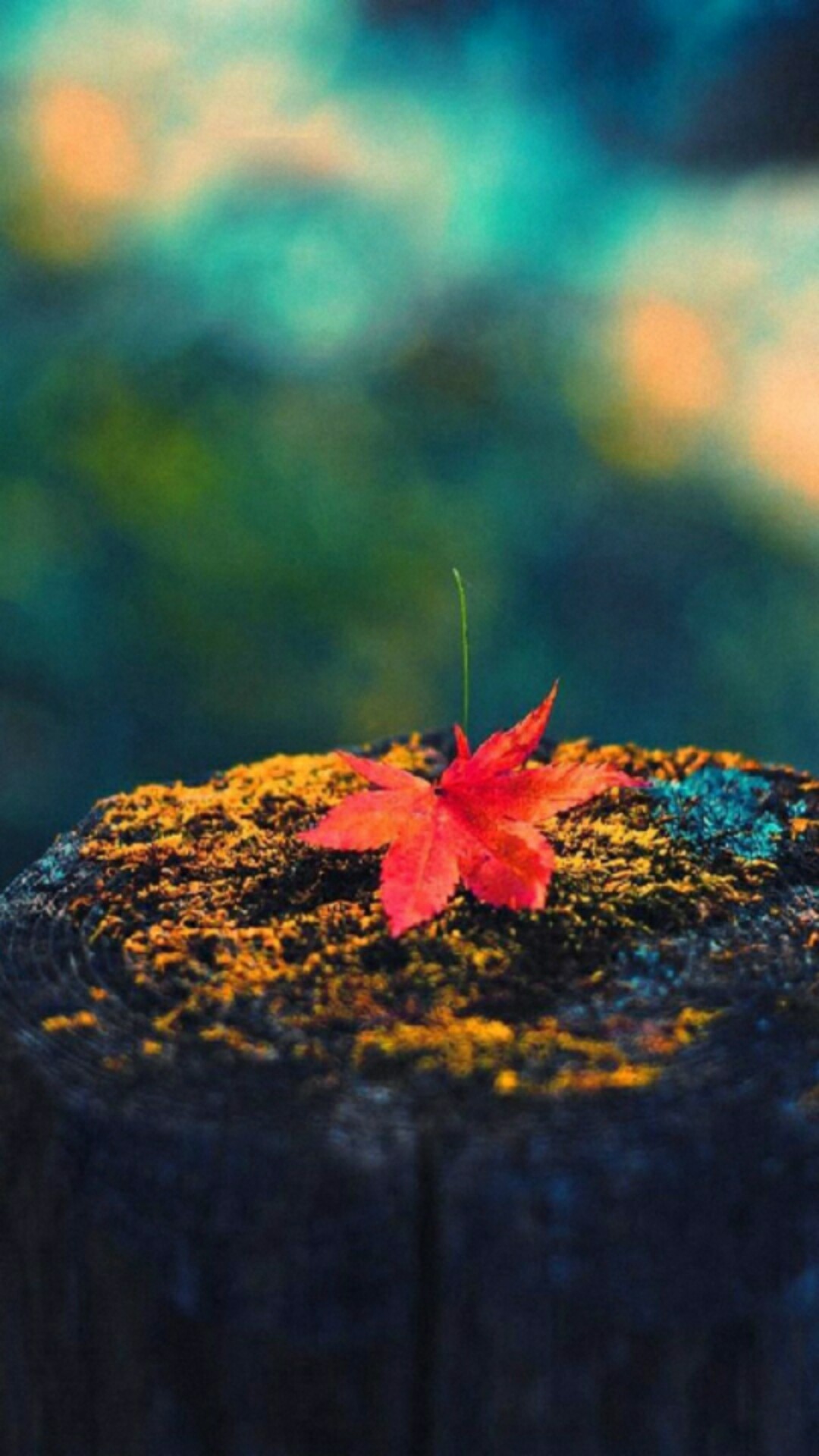 Fall Iphone 7s Wallpaper - Autumn Wallpapers For Iphone , HD Wallpaper & Backgrounds