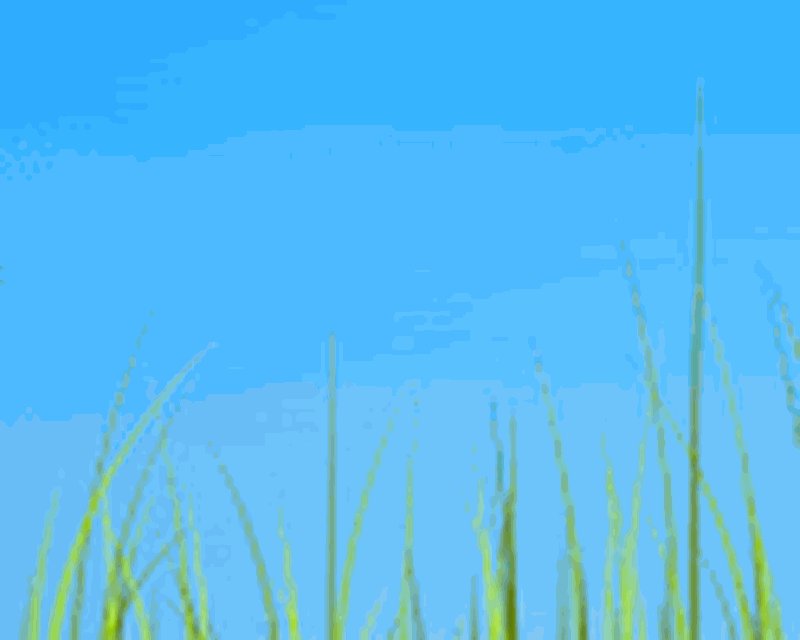 Grass , HD Wallpaper & Backgrounds
